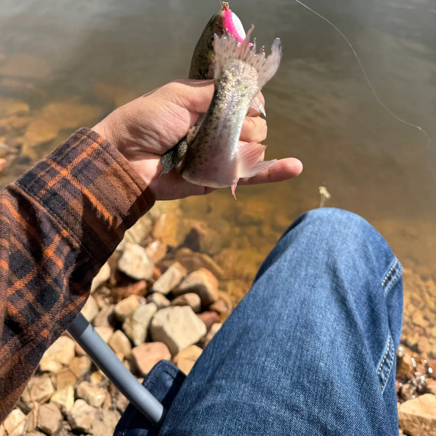 Rainbow trout caught on Fishbrain