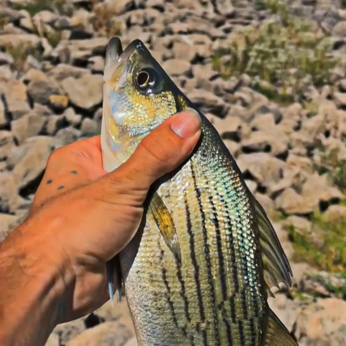 Wiper caught on Fishbrain