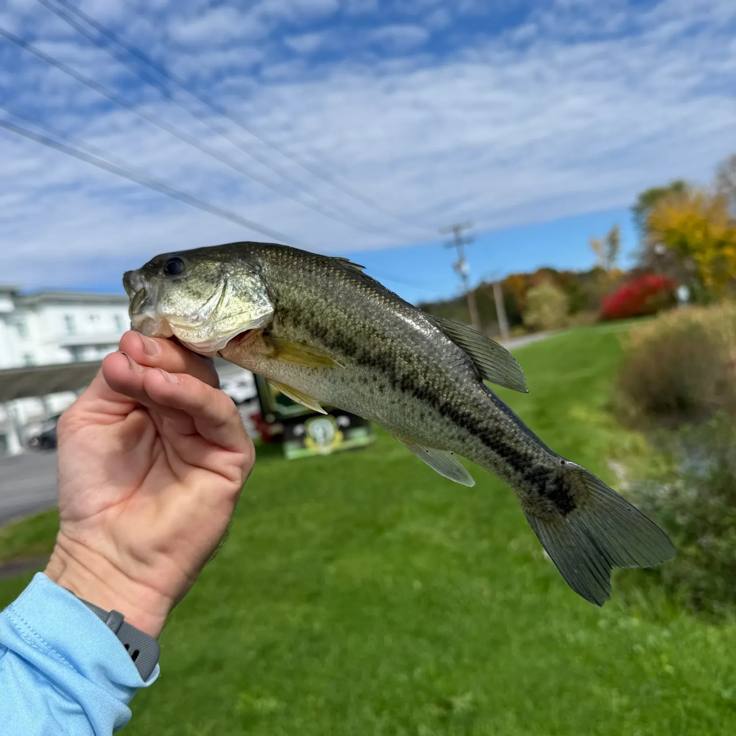 Spotted bass caught on Fishbrain