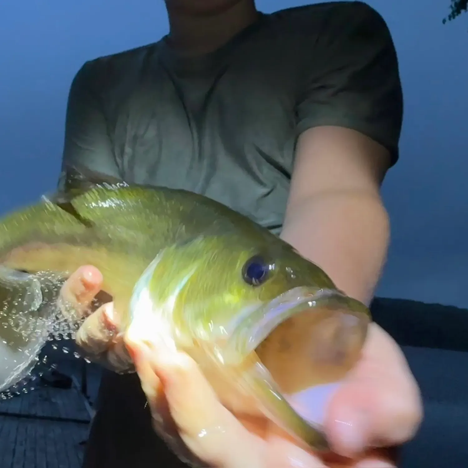 Largemouth bass caught on Fishbrain