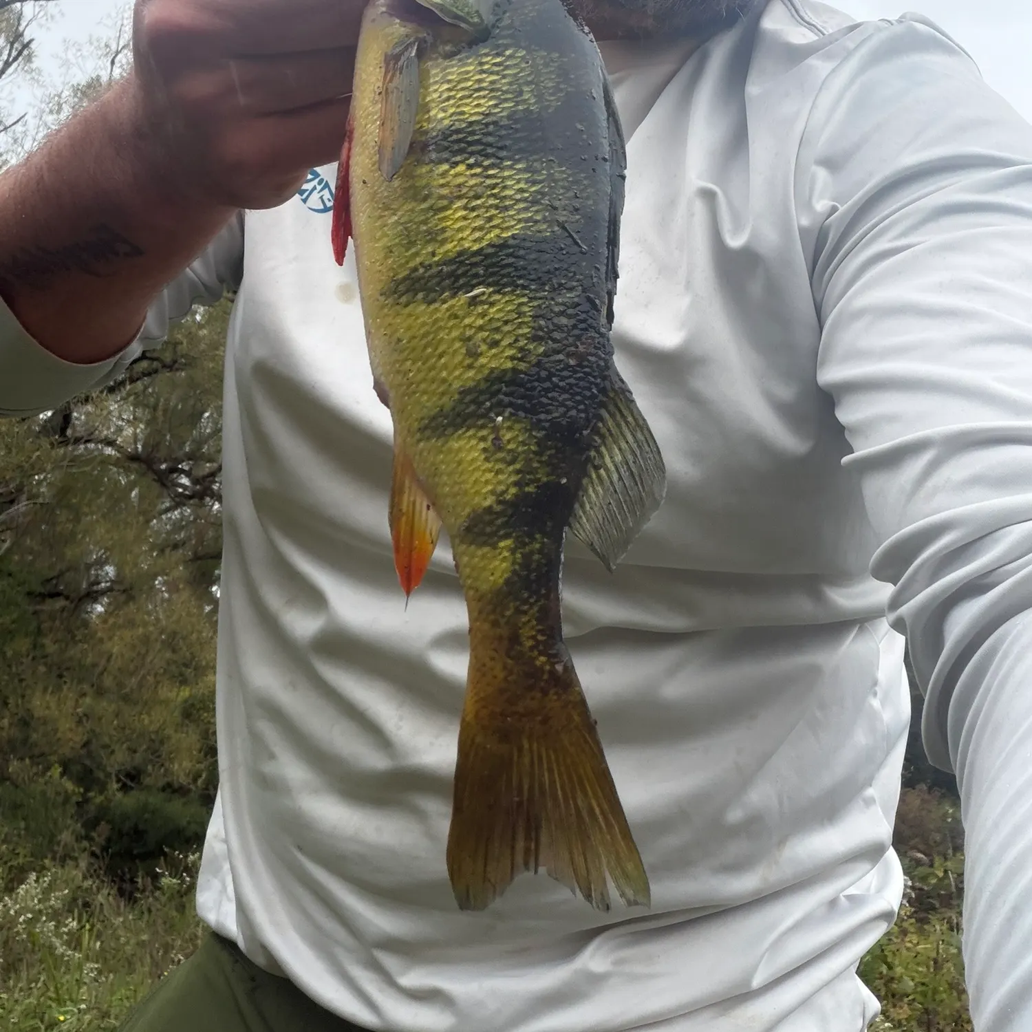Yellow perch caught on Fishbrain