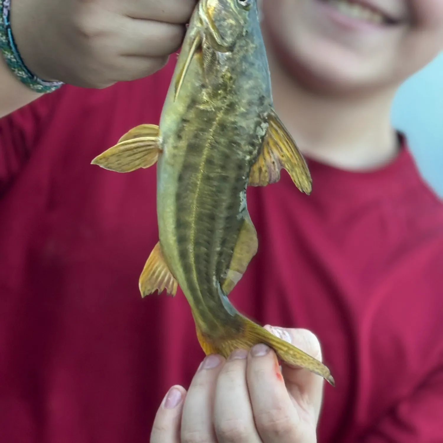 The most recent Spotted pimelodus catches on Fishbrain