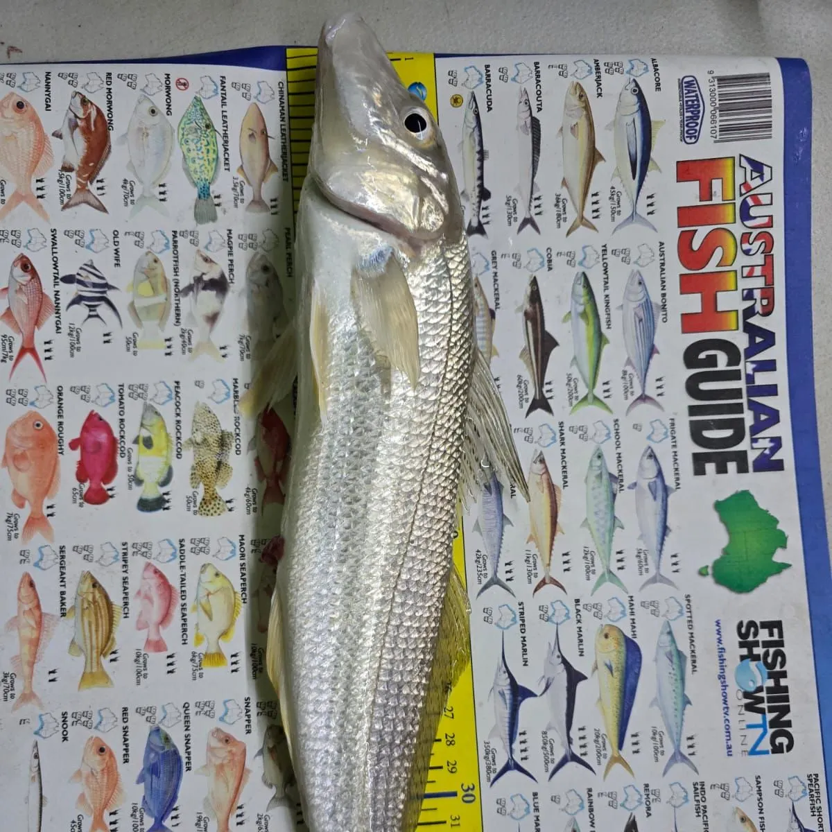 Sand sillago caught on Fishbrain