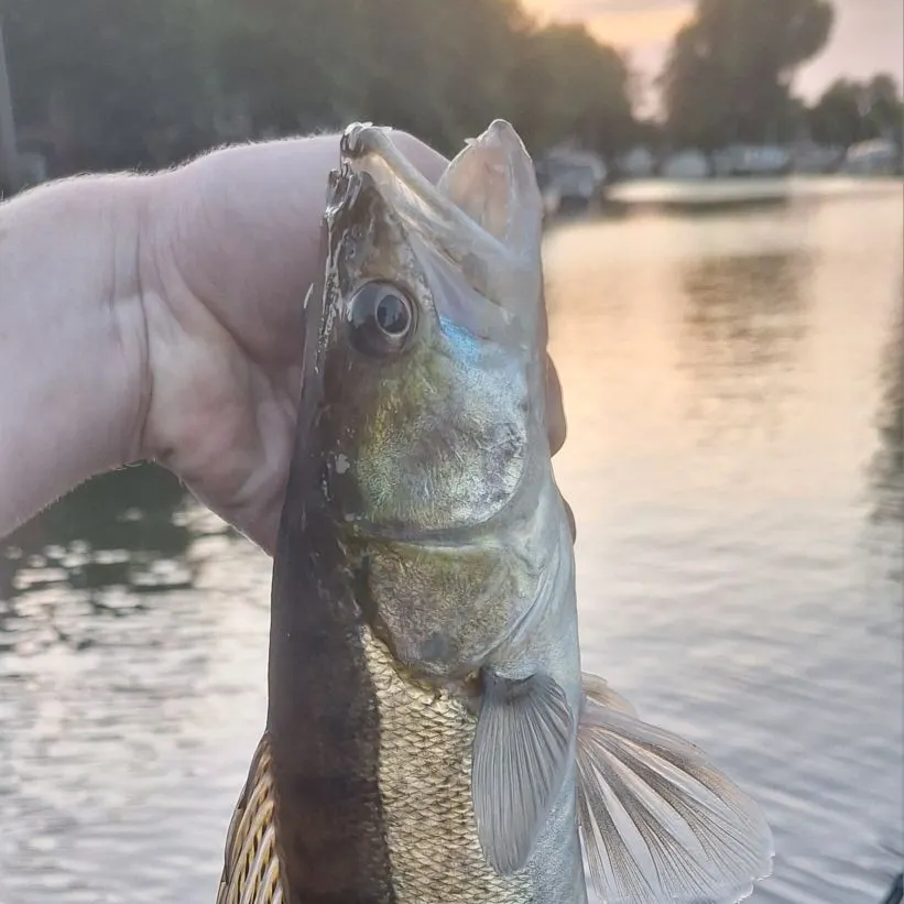 Zander caught on Fishbrain
