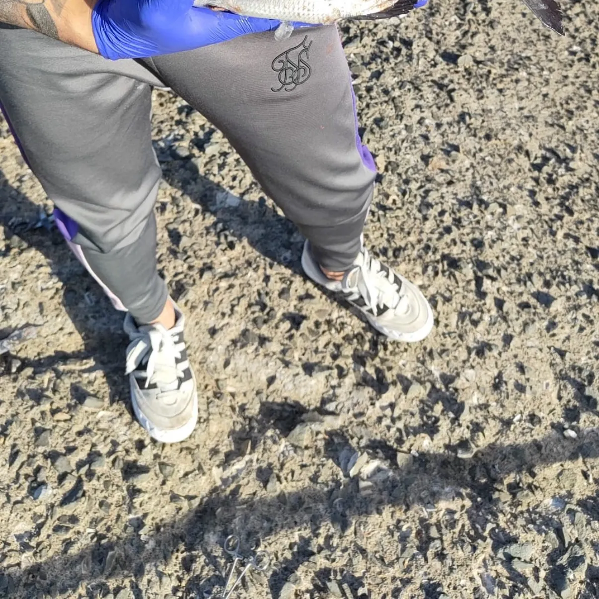 The most recent White seabream catches on Fishbrain