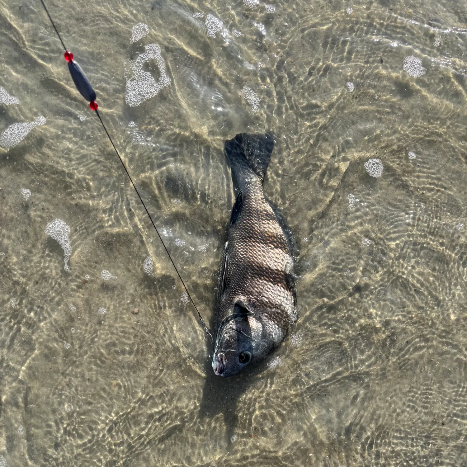 Black drum caught on Fishbrain
