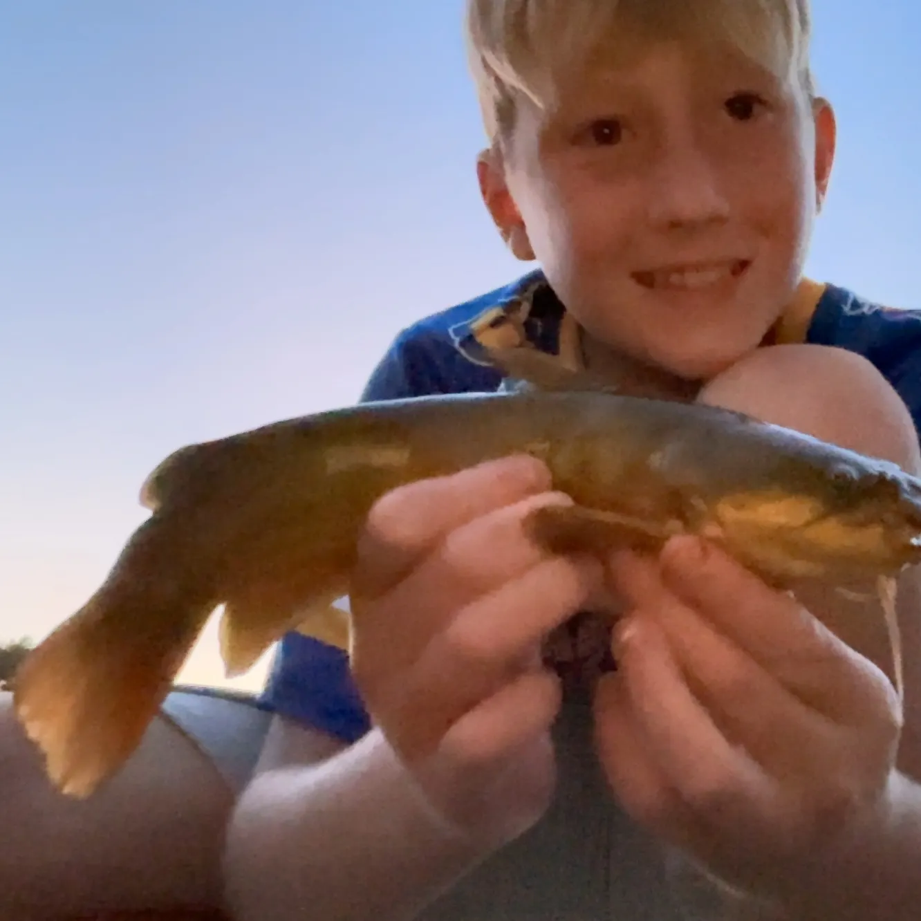 Yellow bullhead caught on Fishbrain