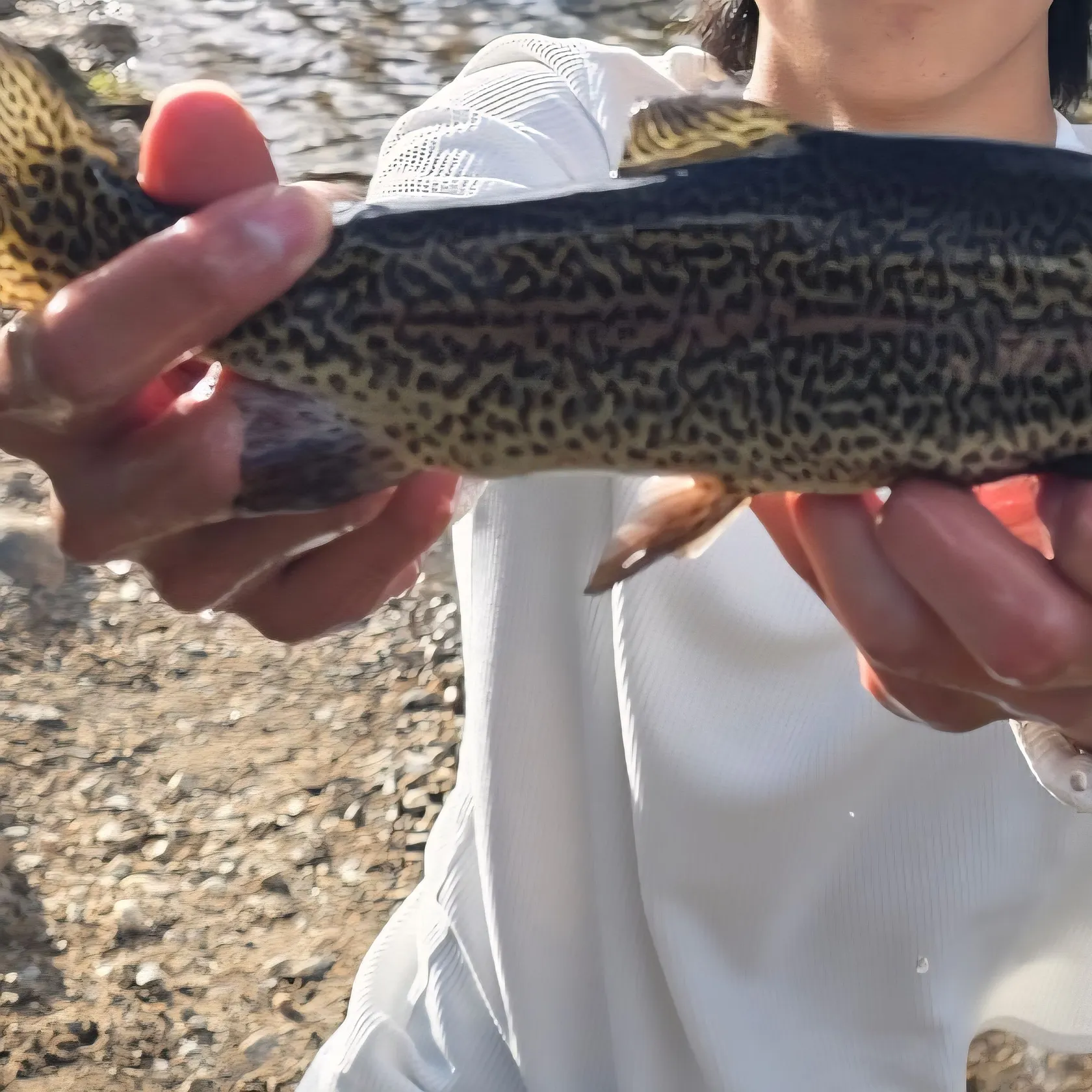 Rainbow trout caught on Fishbrain