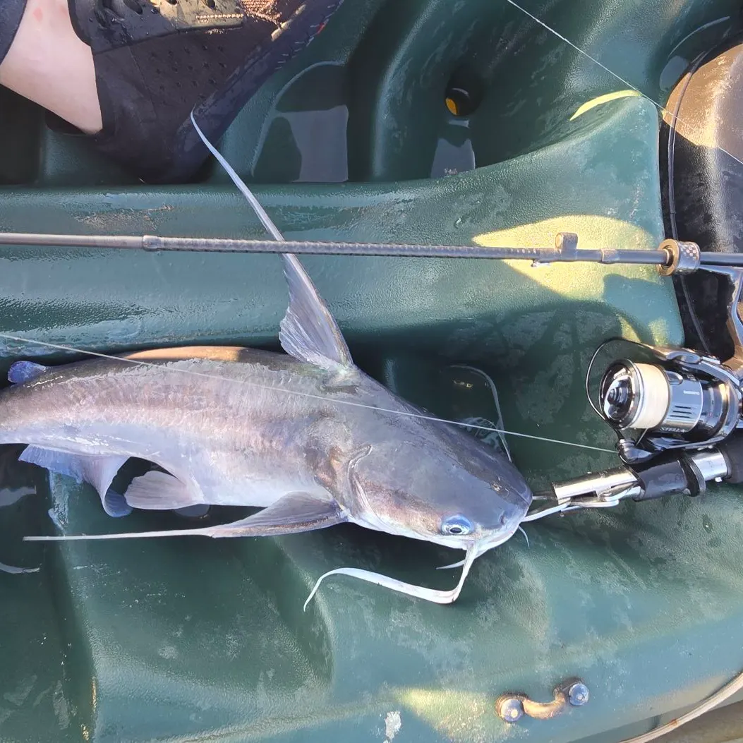 Gafftopsail sea catfish caught on Fishbrain