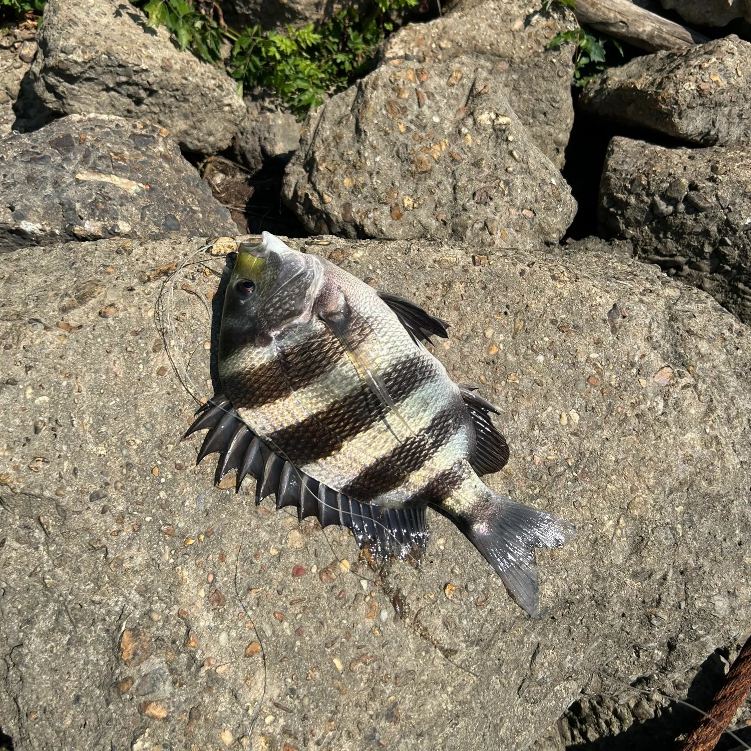 The most recent Sheepshead catches on Fishbrain
