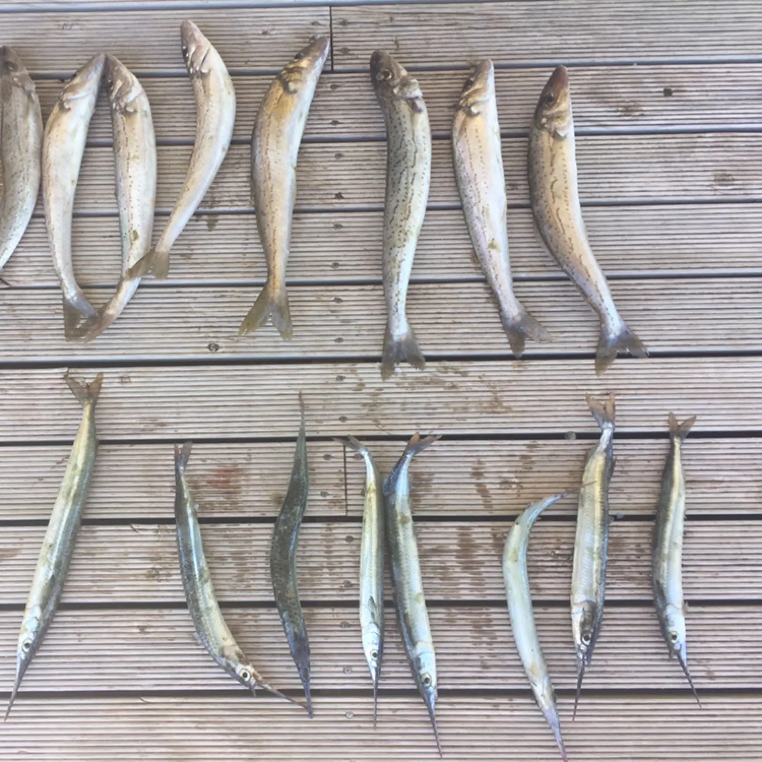 recently logged catches