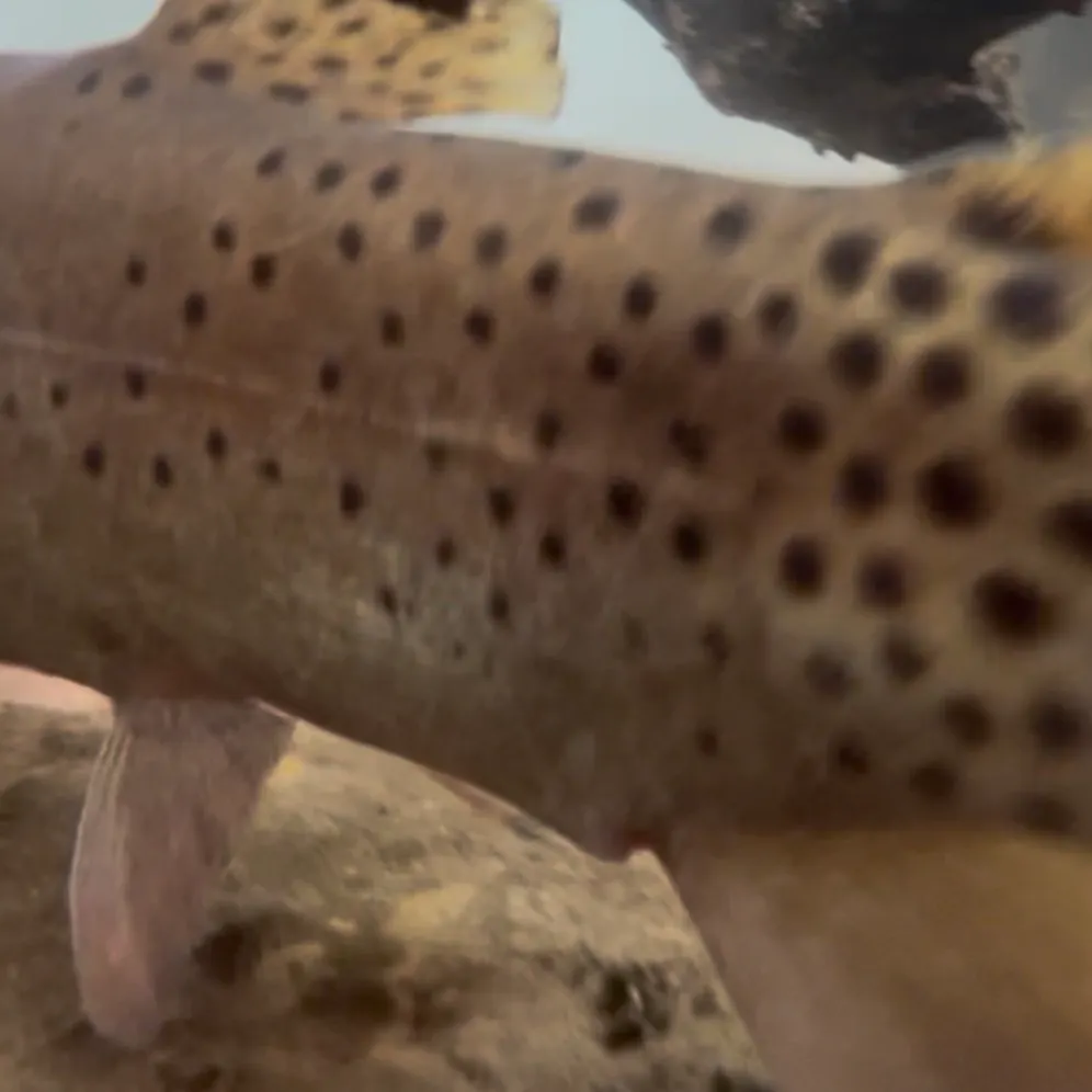 Bear River cutthroat trout caught on Fishbrain