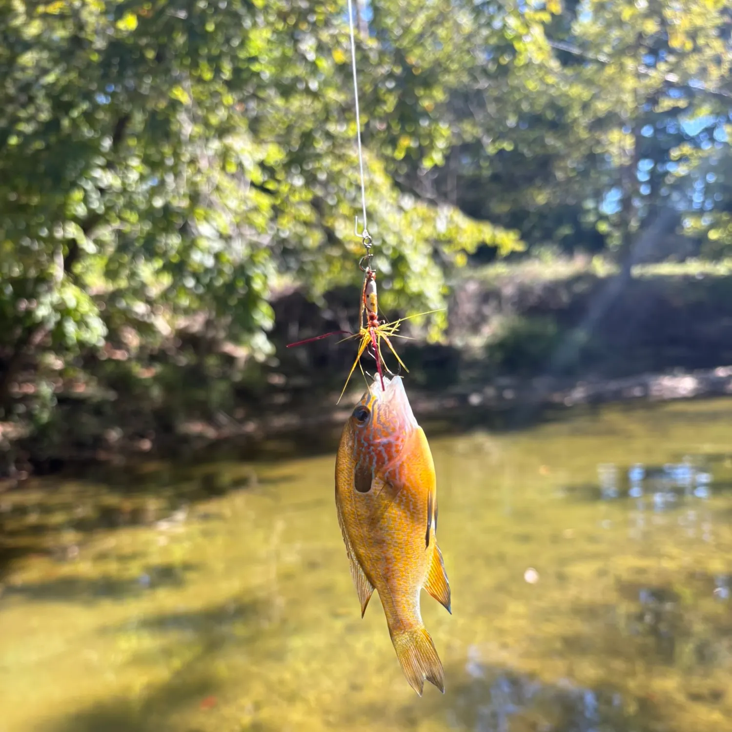 Longear sunfish caught on Fishbrain