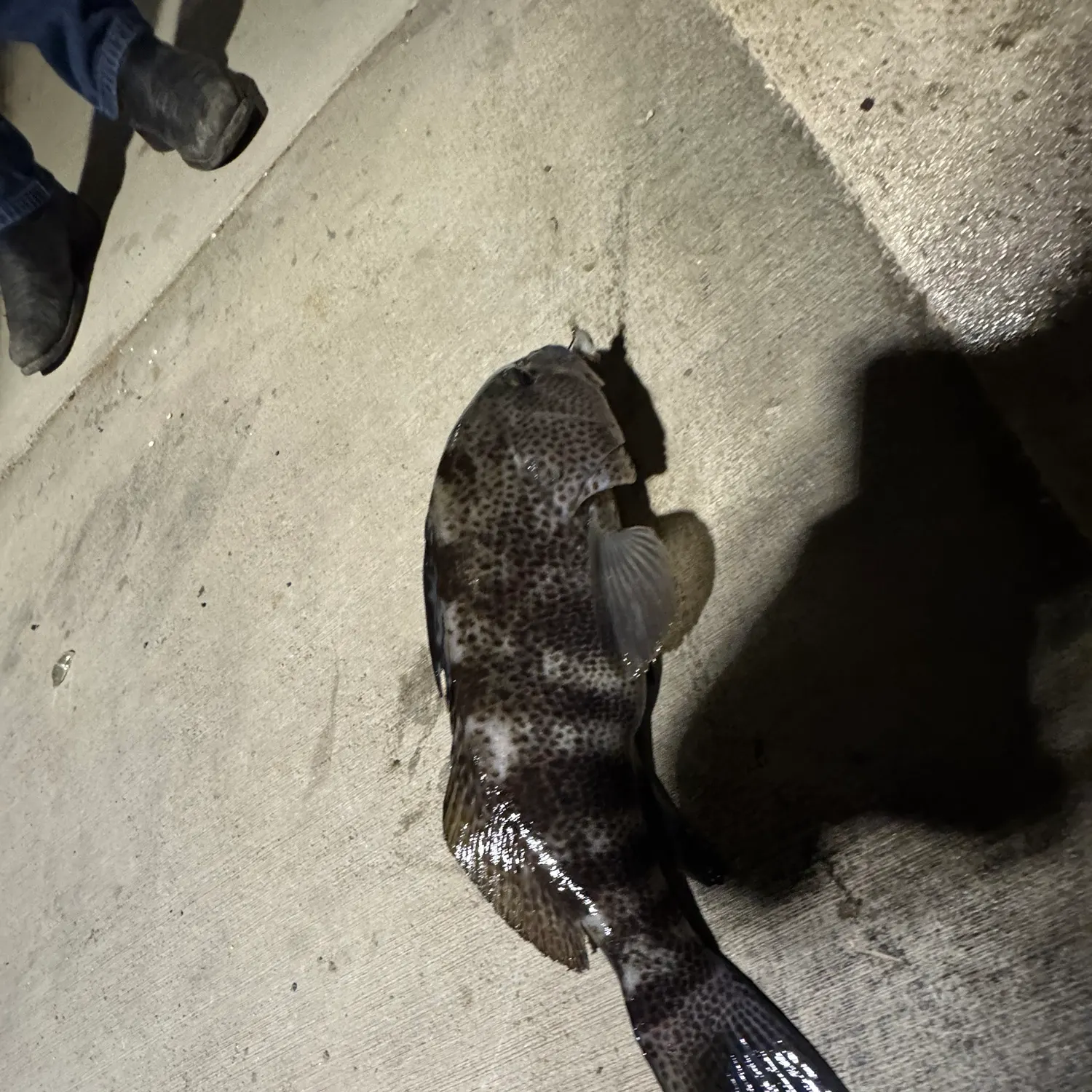 The most recent Spotted sand bass catches on Fishbrain