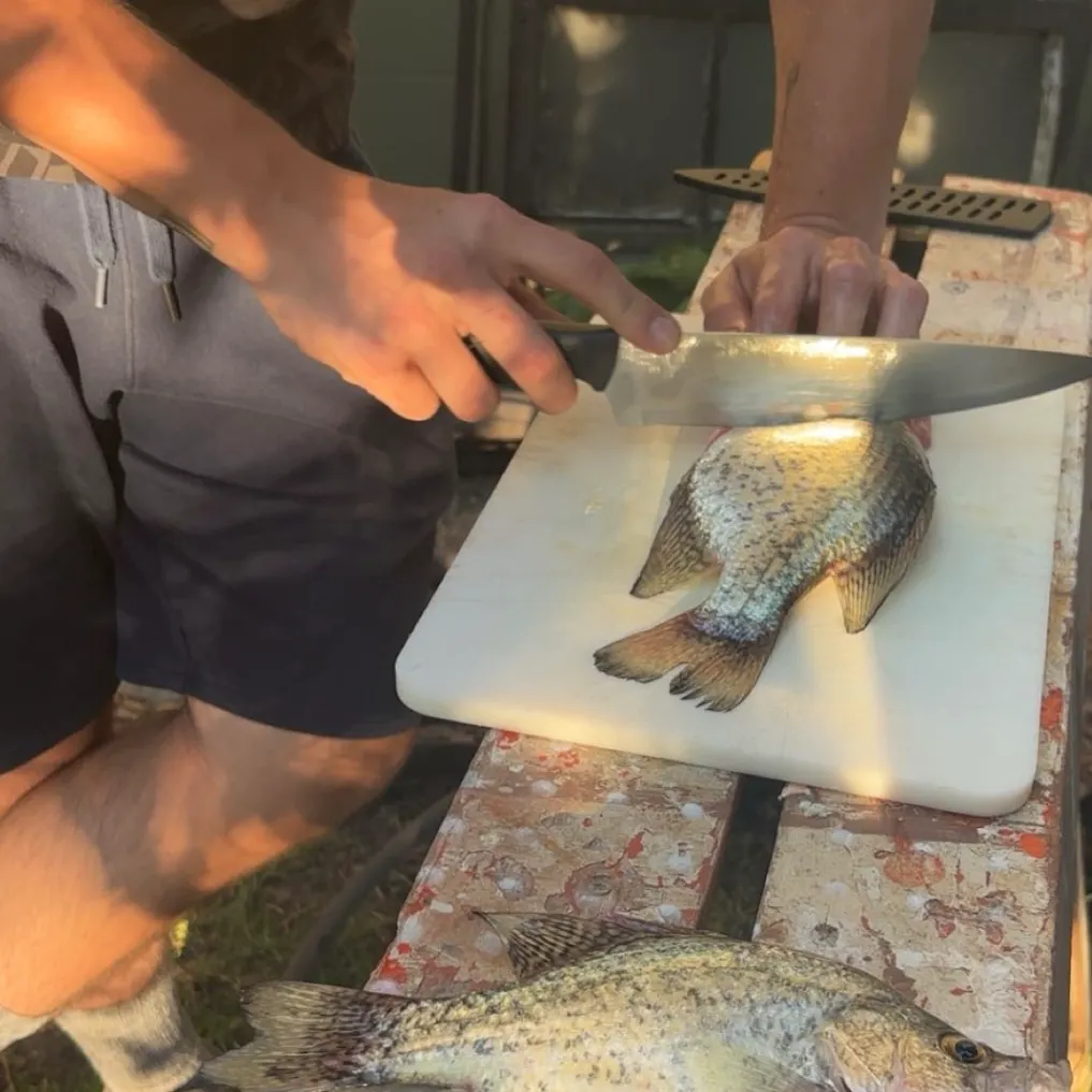 Black crappie caught on Fishbrain