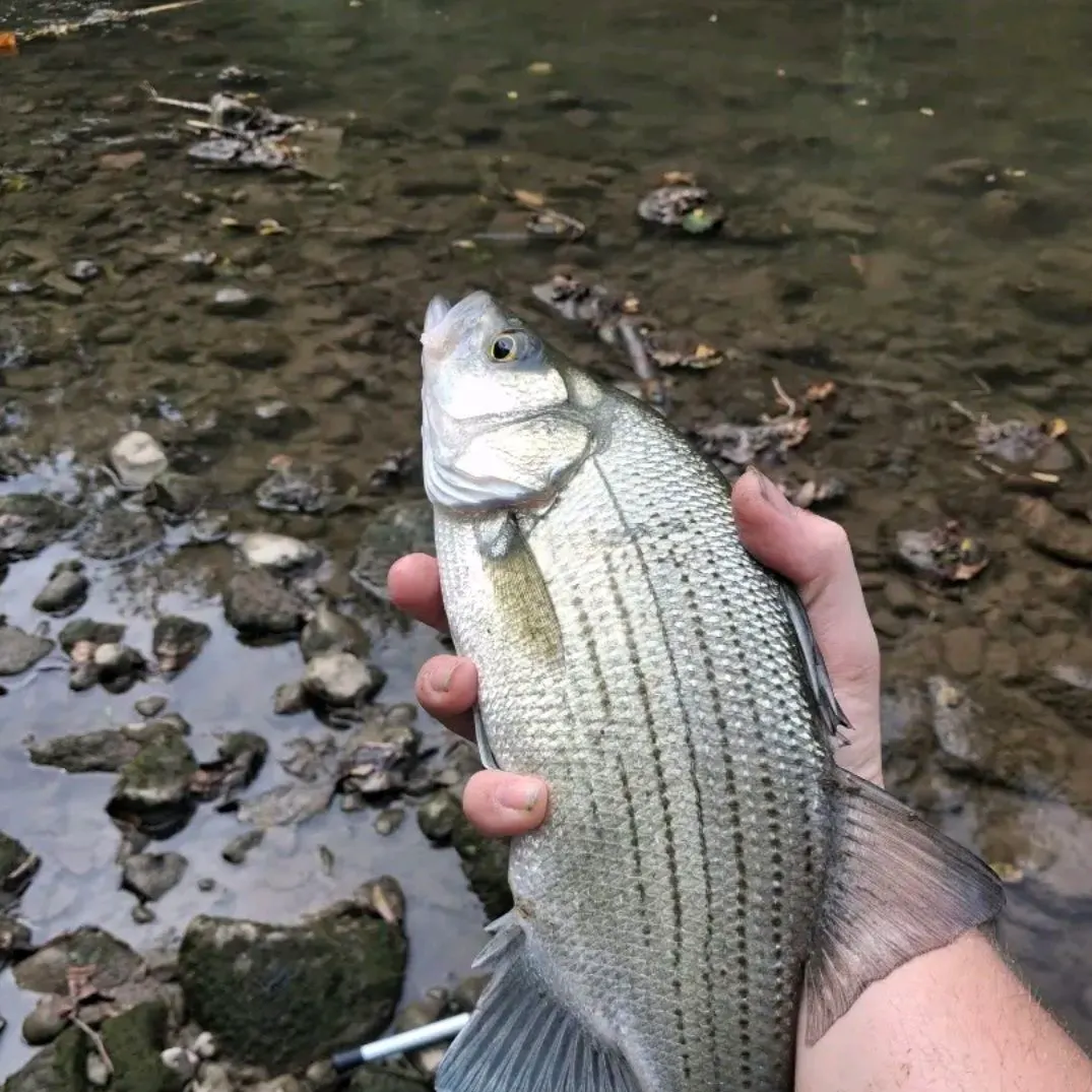 White bass caught on Fishbrain