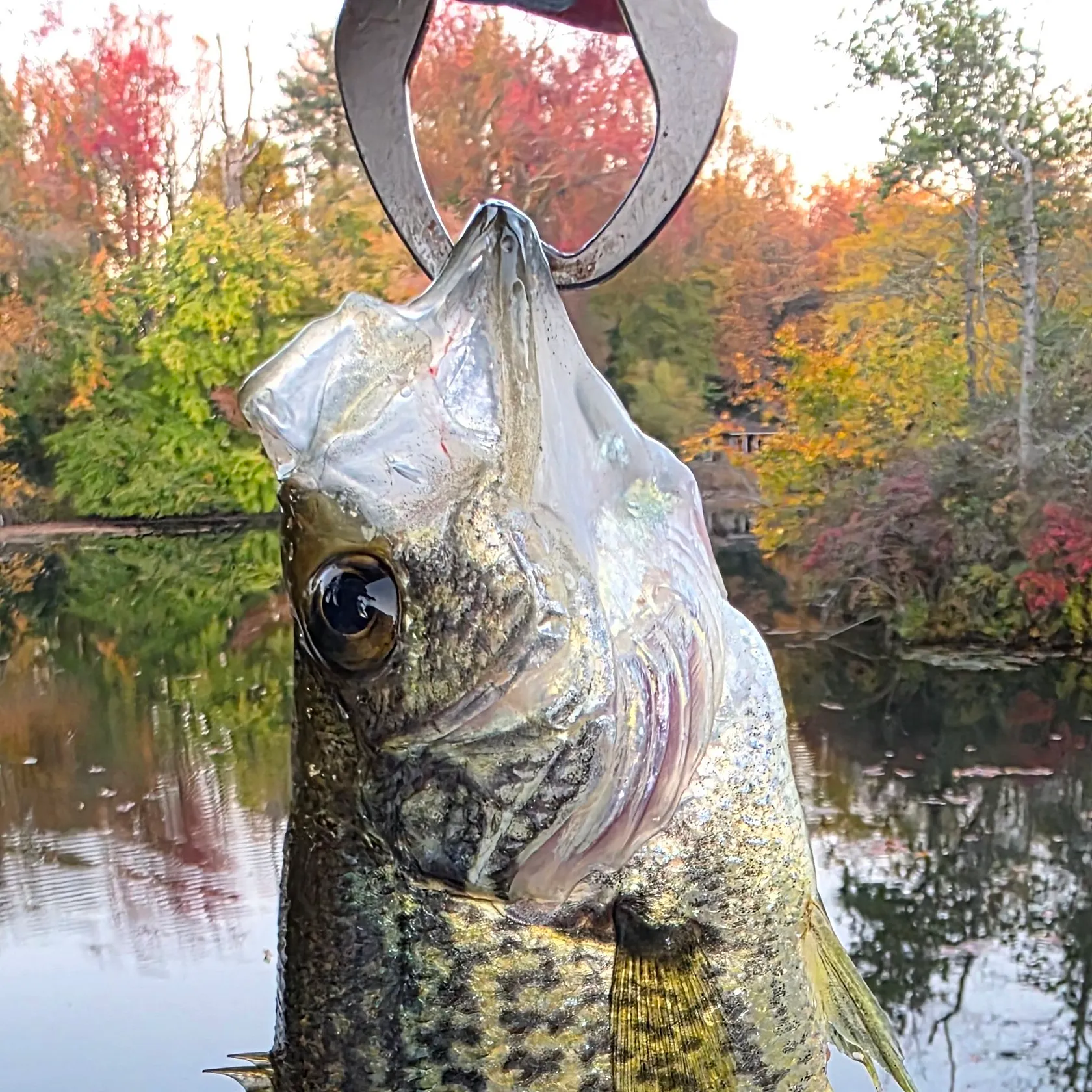 Black crappie caught on Fishbrain