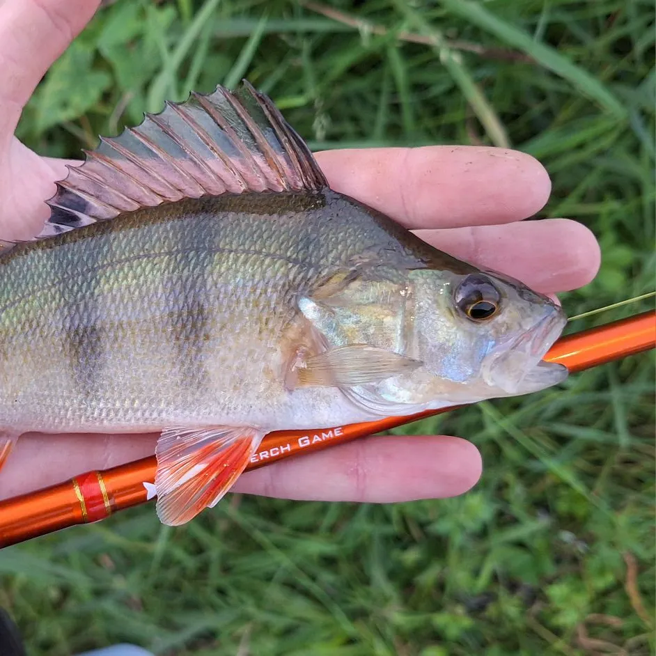 European perch caught on Fishbrain