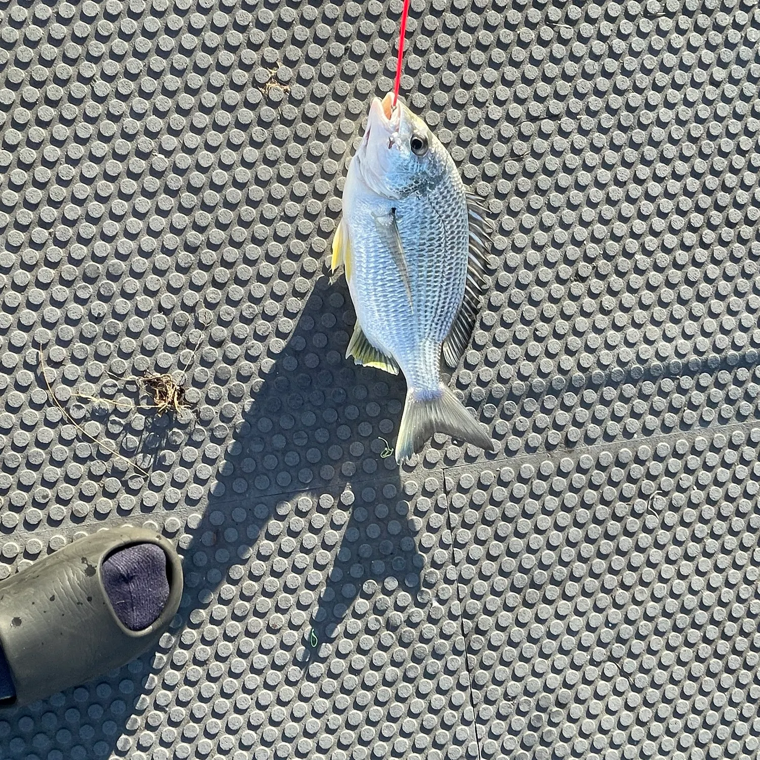 The most recent Surf bream catches on Fishbrain