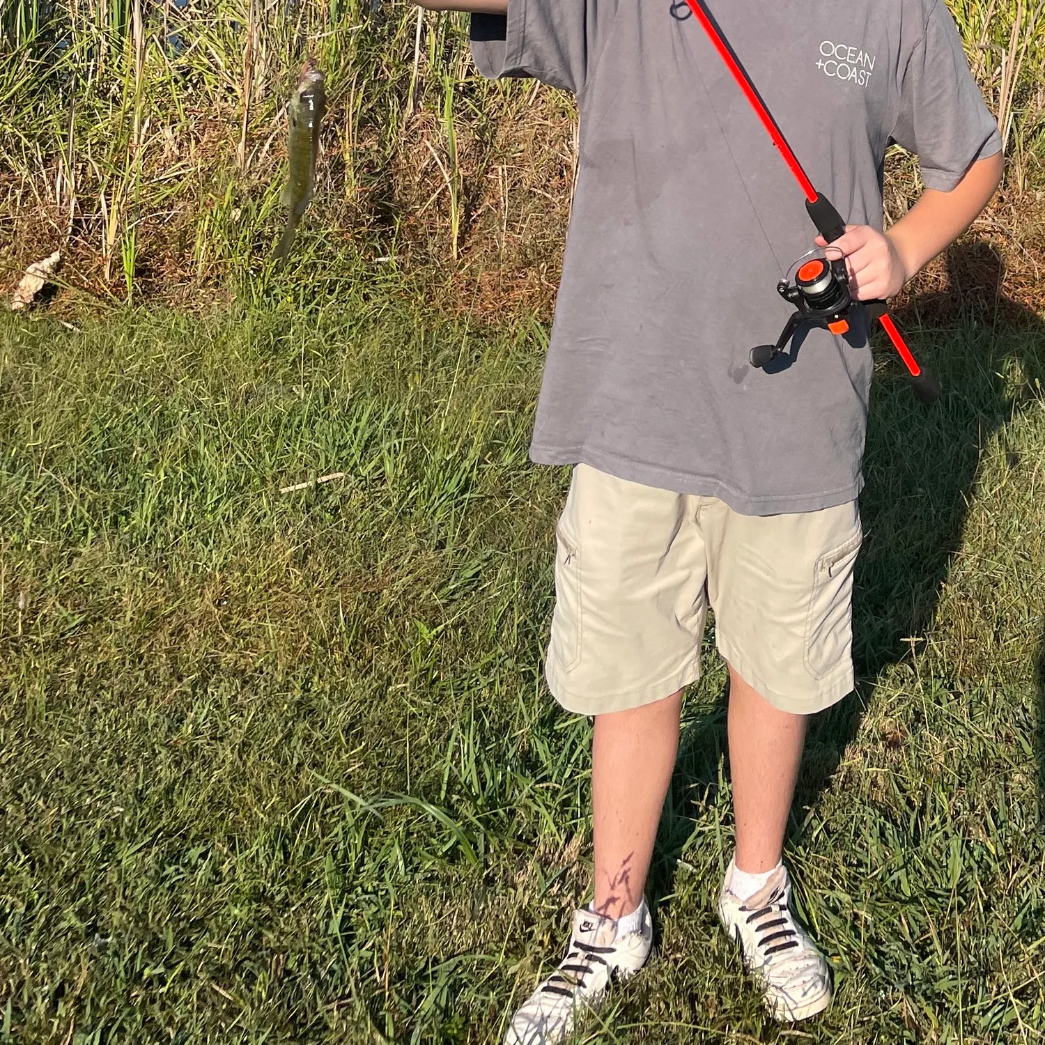 Black crappie caught on Fishbrain