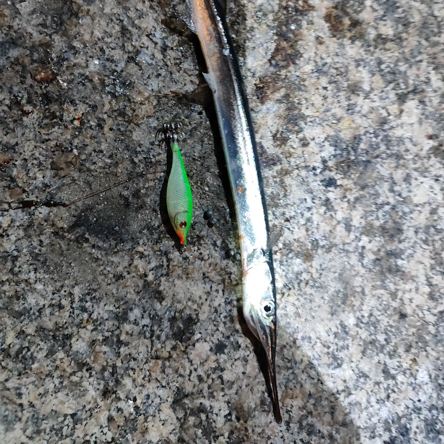 The most recent Agujon needlefish catches on Fishbrain