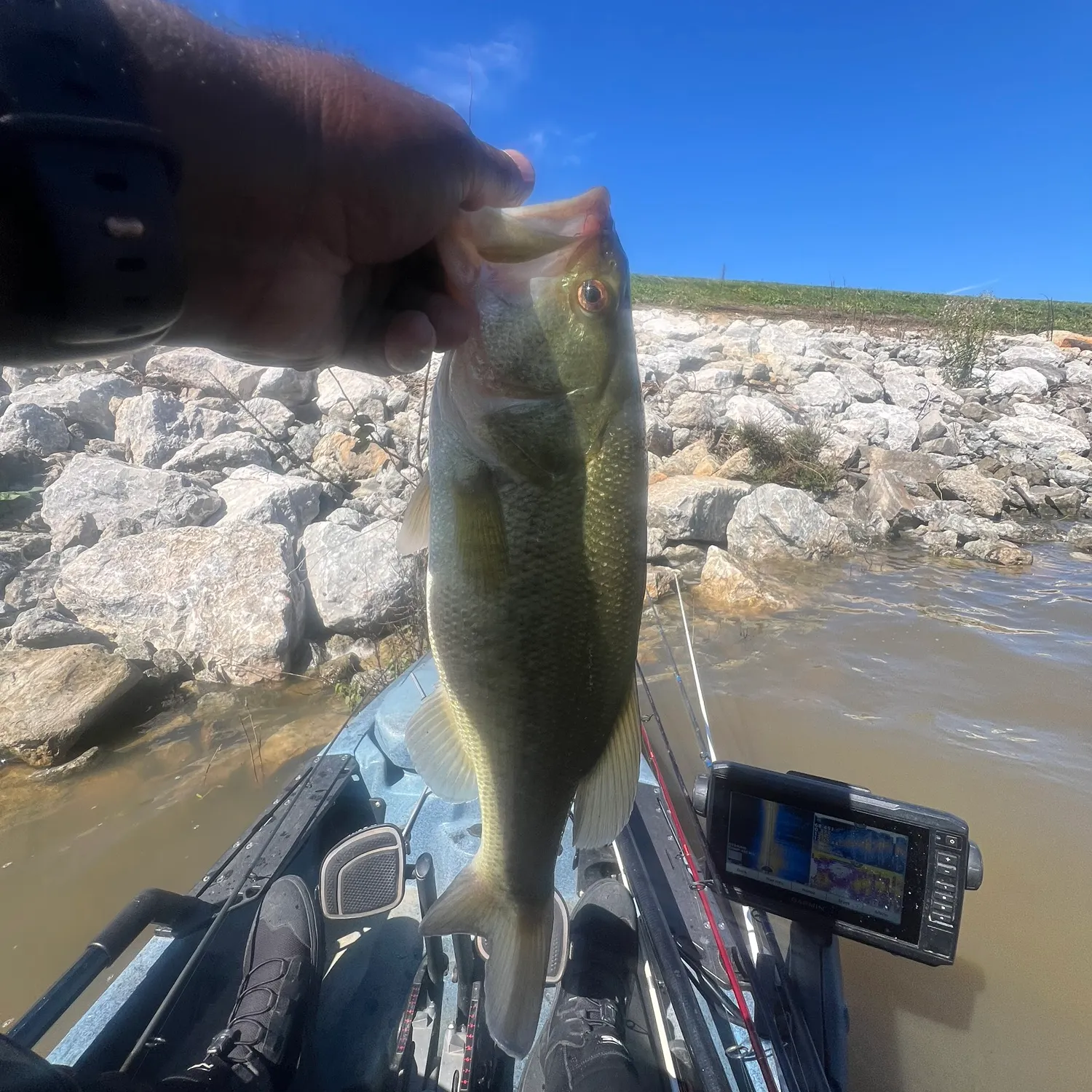 Largemouth bass caught on Fishbrain