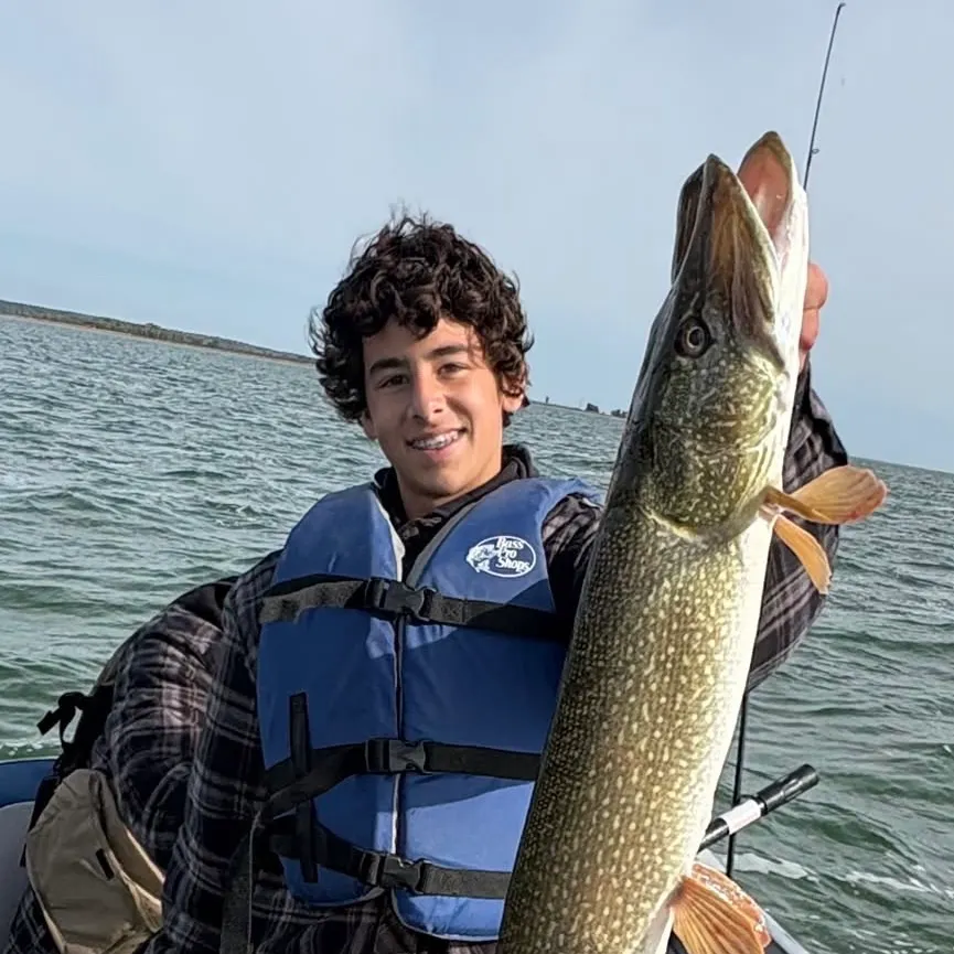 Northern pike caught on Fishbrain
