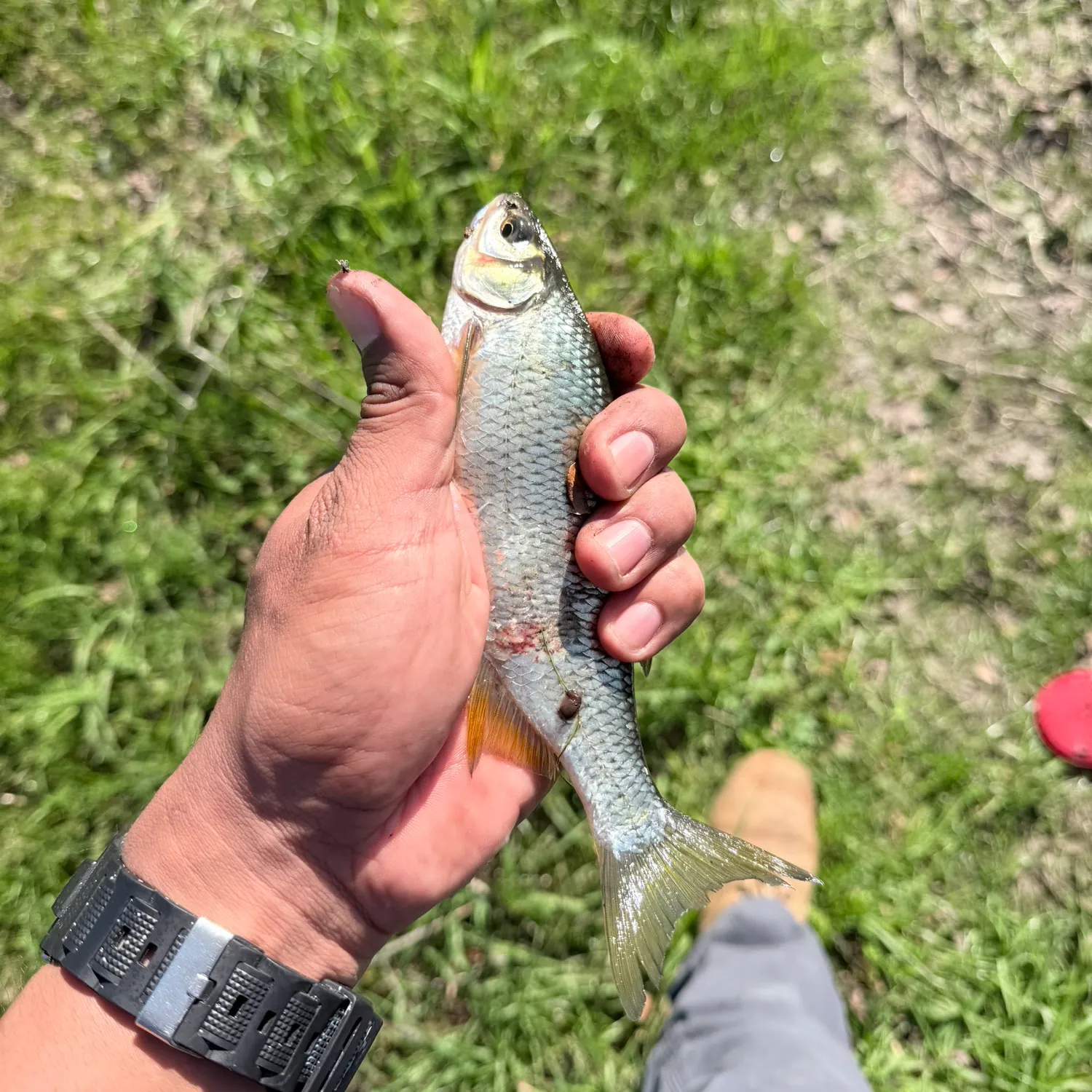 The most recent Golden shiner catches on Fishbrain