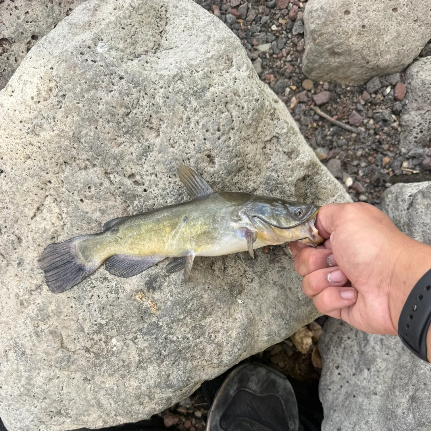 Yellow bullhead caught on Fishbrain