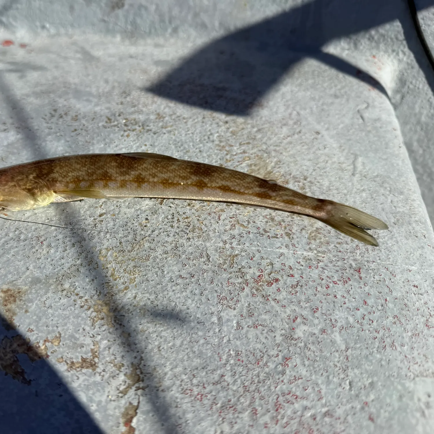 The most recent California lizardfish catches on Fishbrain