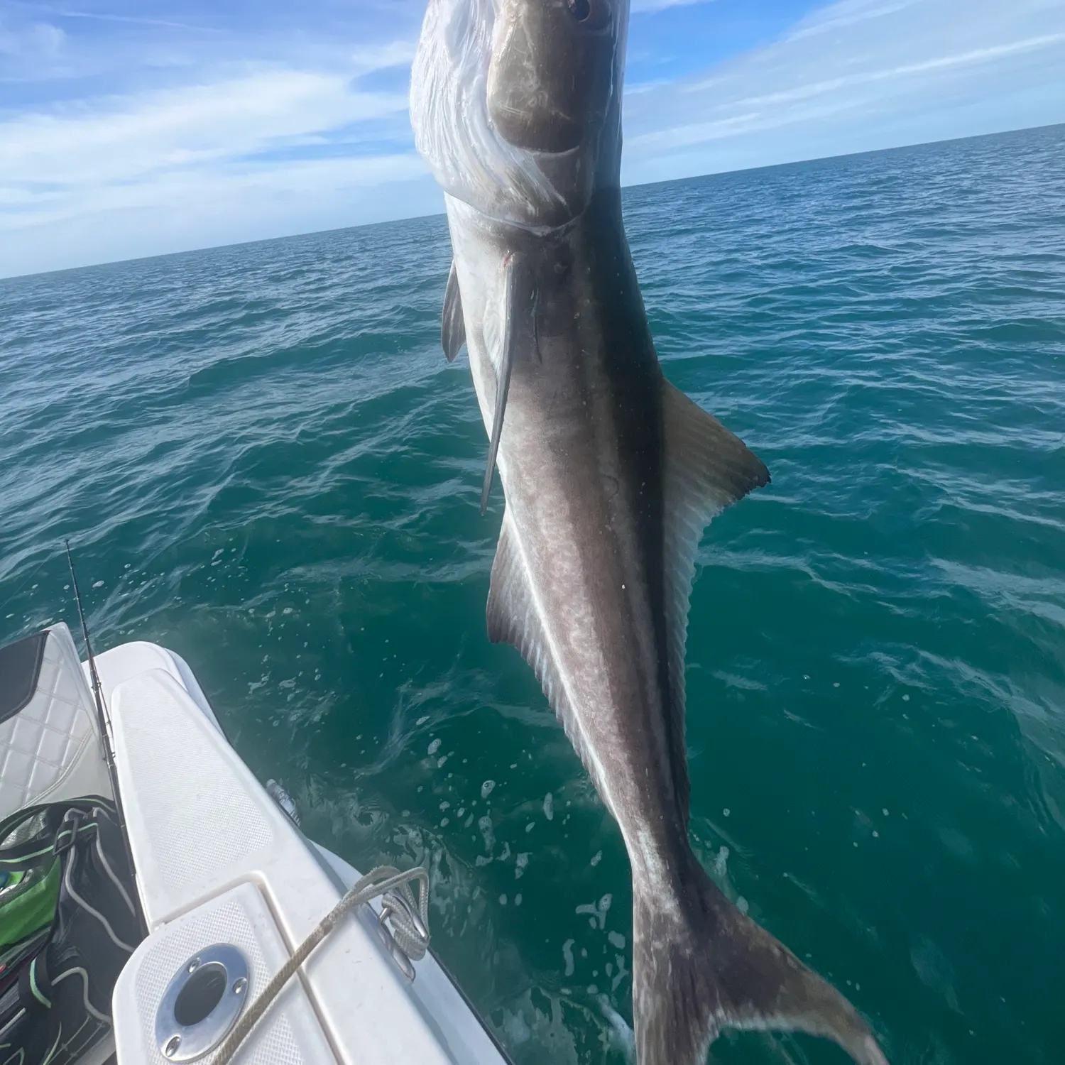 The most recent Cobia catches on Fishbrain