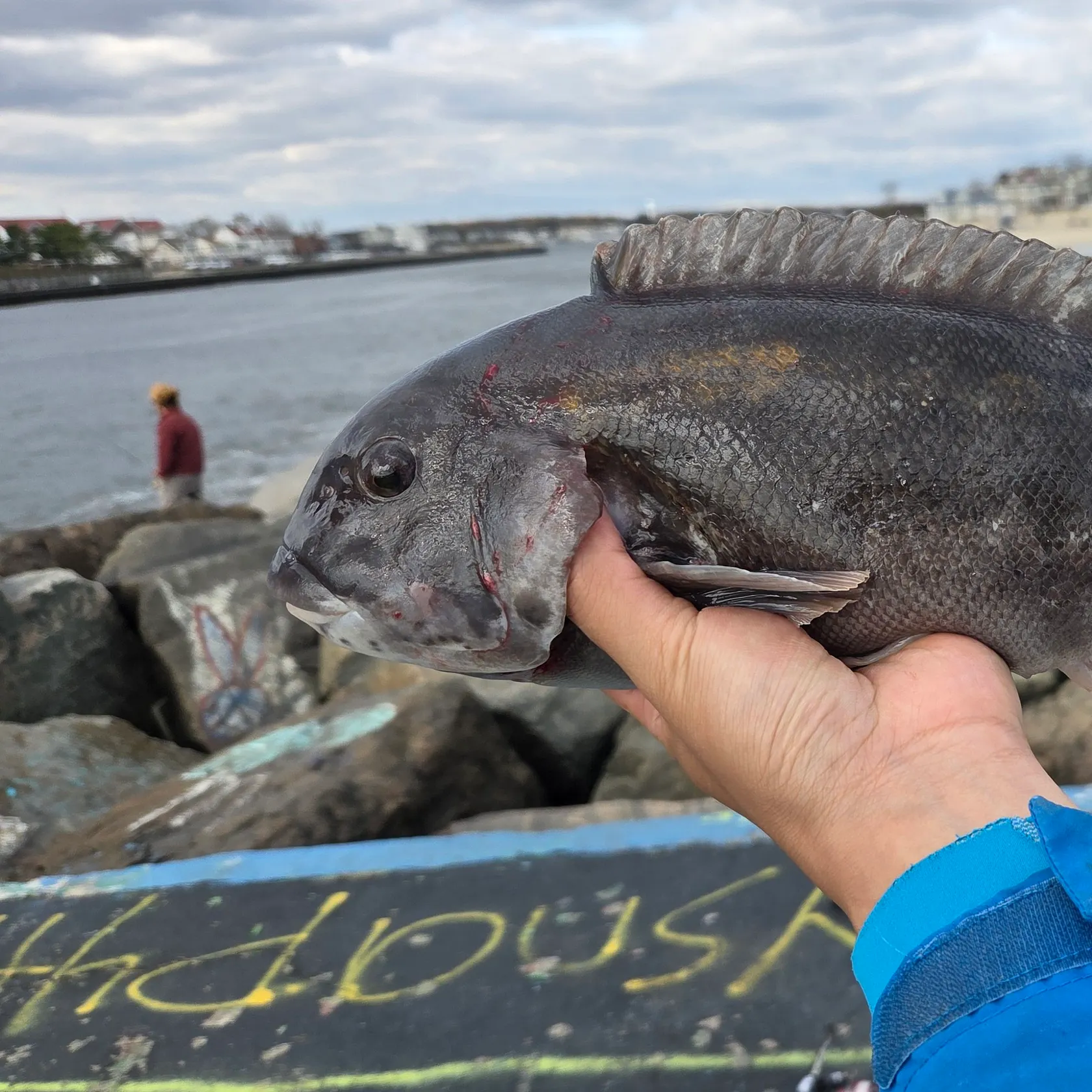 The most recent Tautog catches on Fishbrain