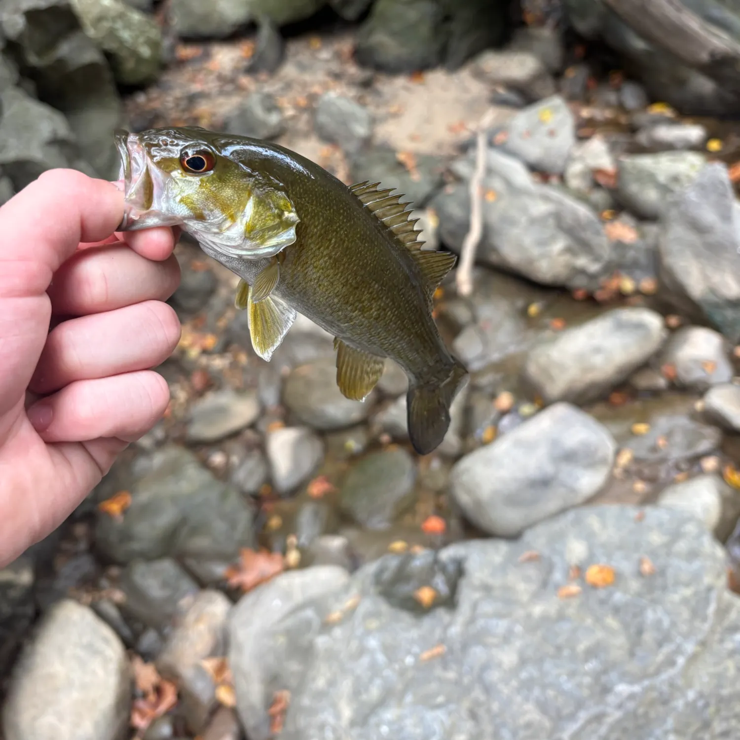 Smallmouth bass caught on Fishbrain