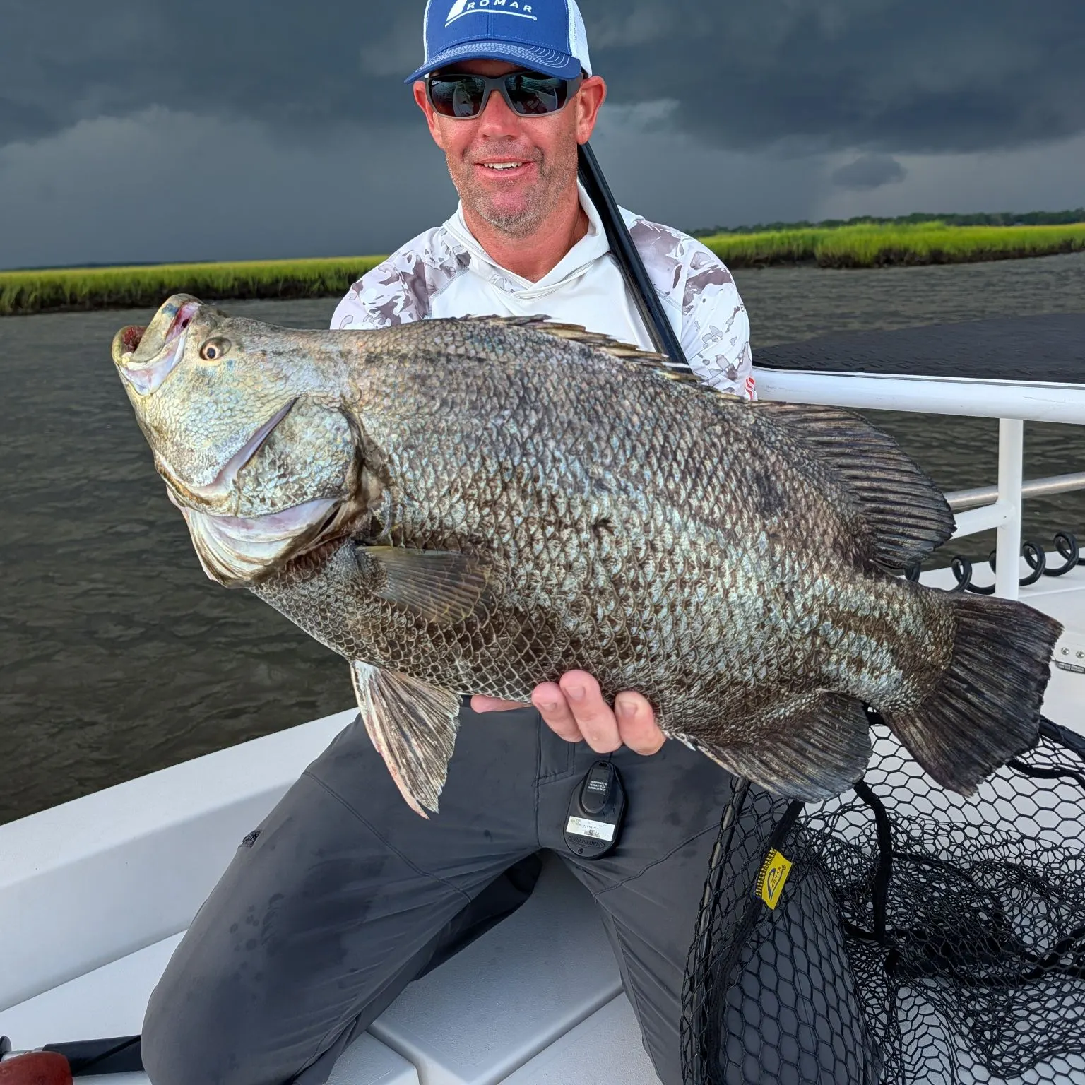 Atlantic tripletail caught on Fishbrain