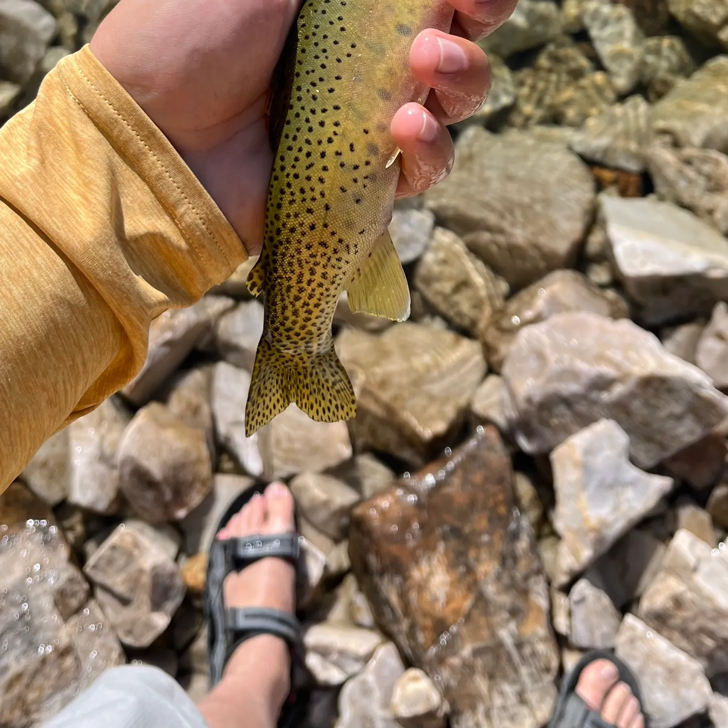 recently logged catches