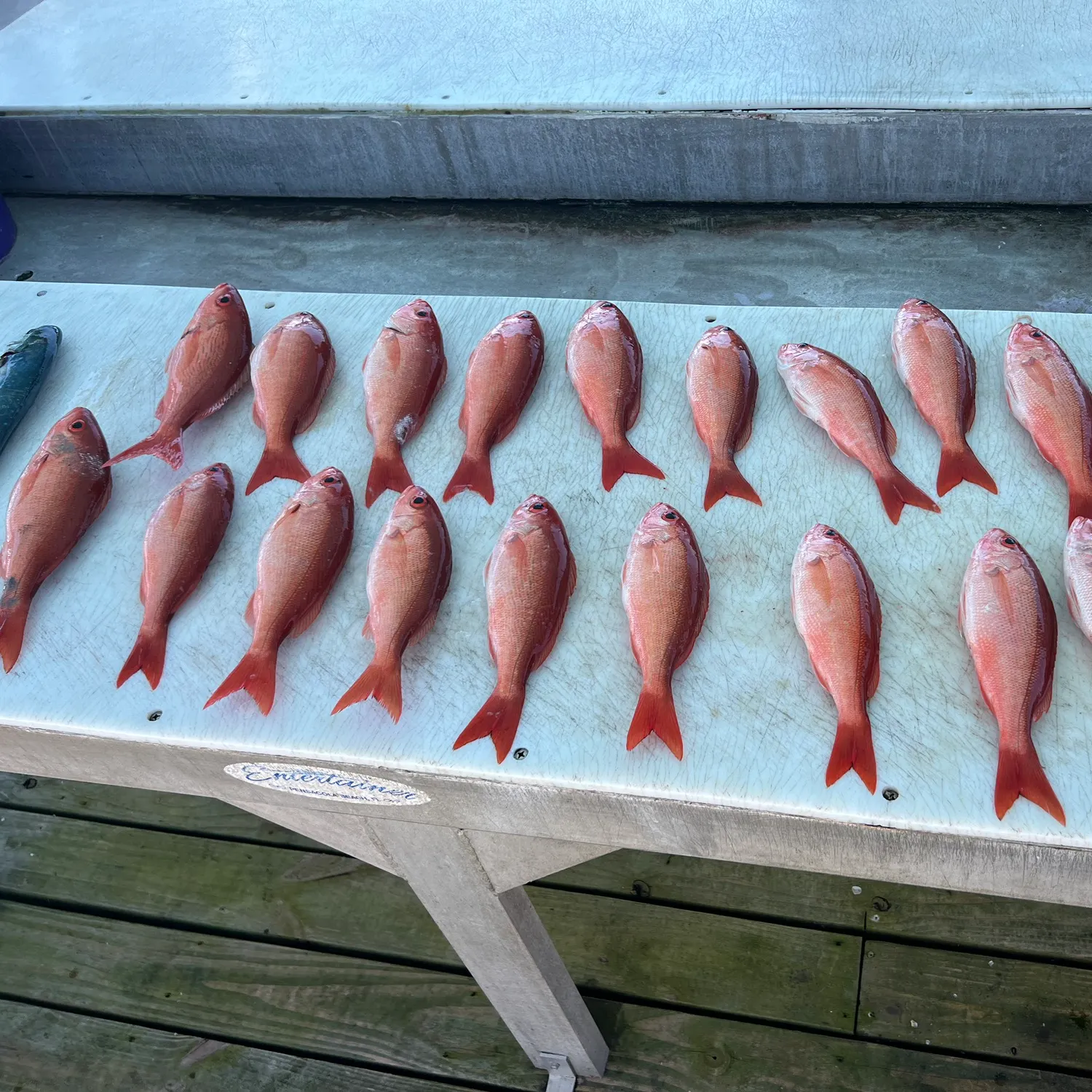 The most recent Vermilion snapper catches on Fishbrain