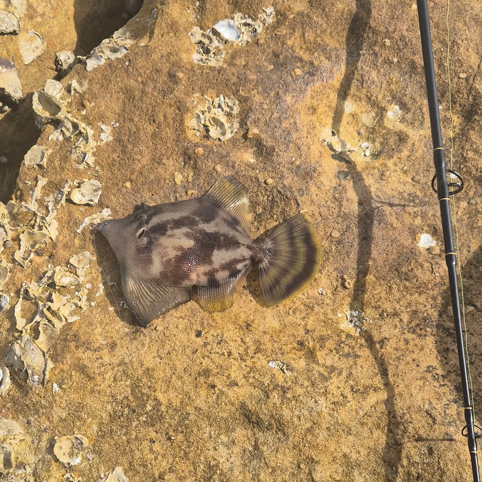 The most recent Large-scaled leatherjacket catches on Fishbrain