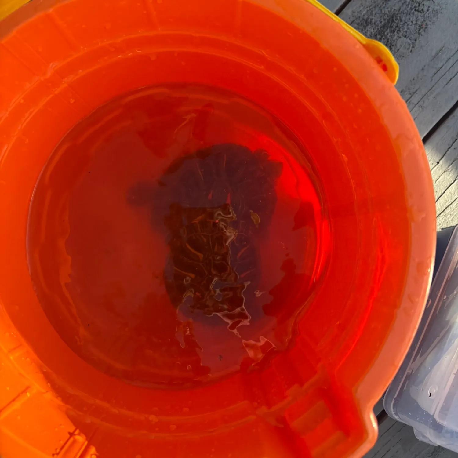 Pond slider turtle caught on Fishbrain