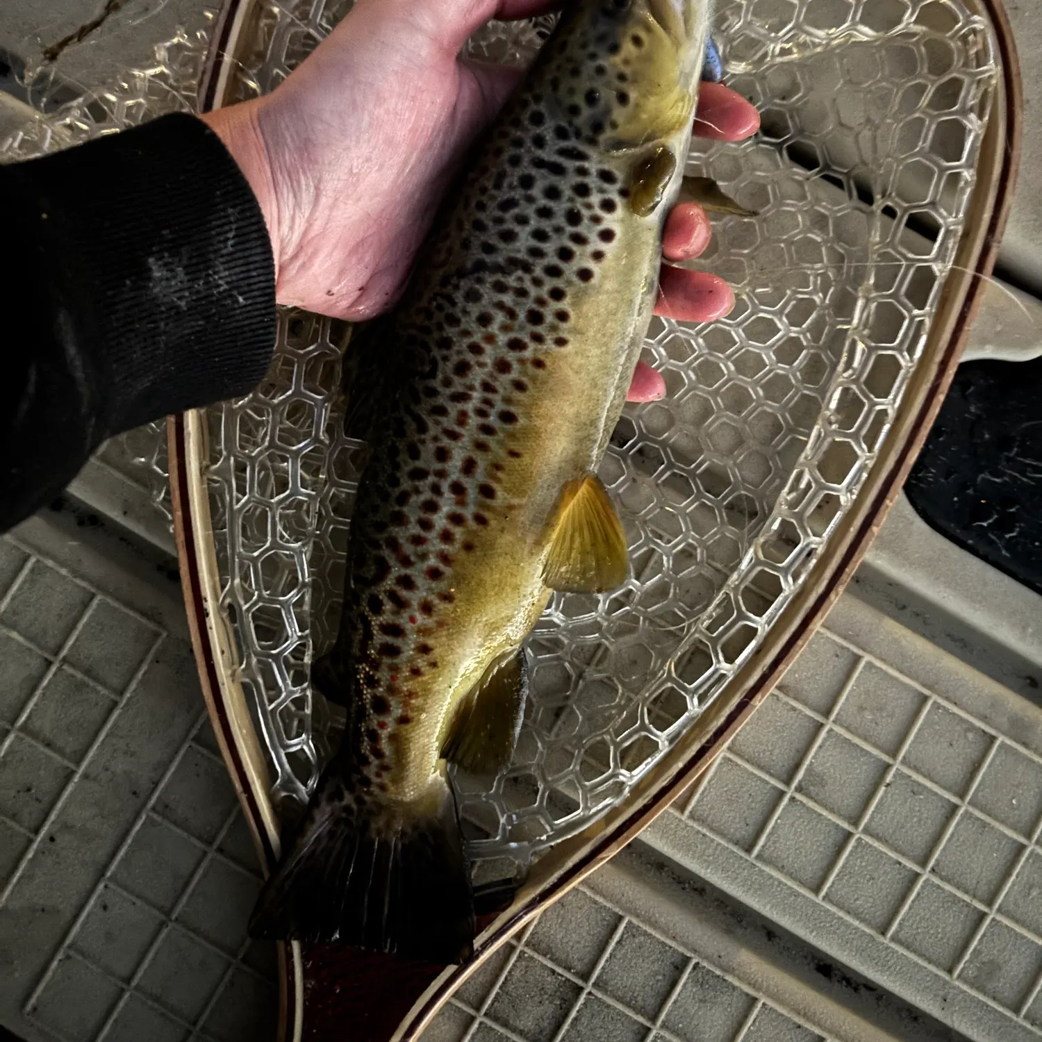 Brown trout caught on Fishbrain