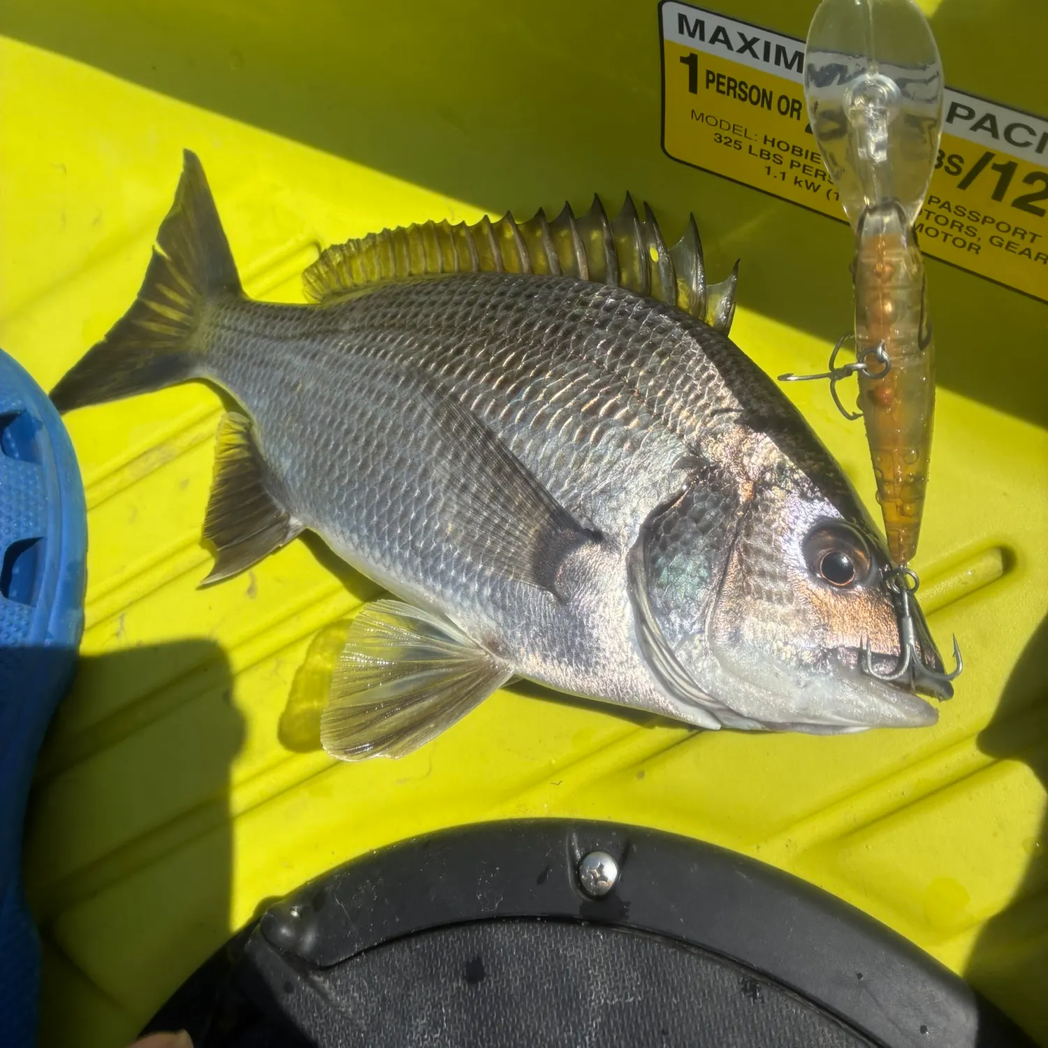 Surf bream caught on Fishbrain