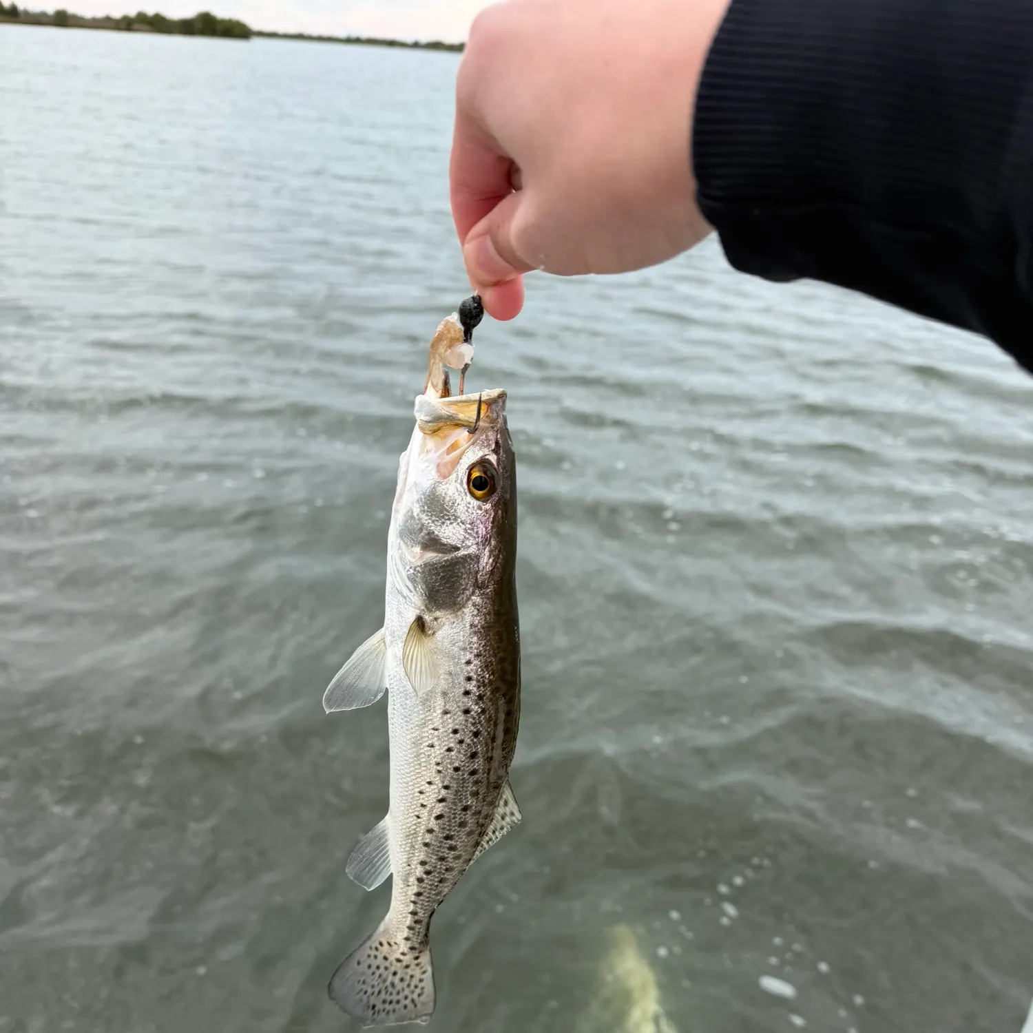 The most recent Spotted seatrout catches on Fishbrain