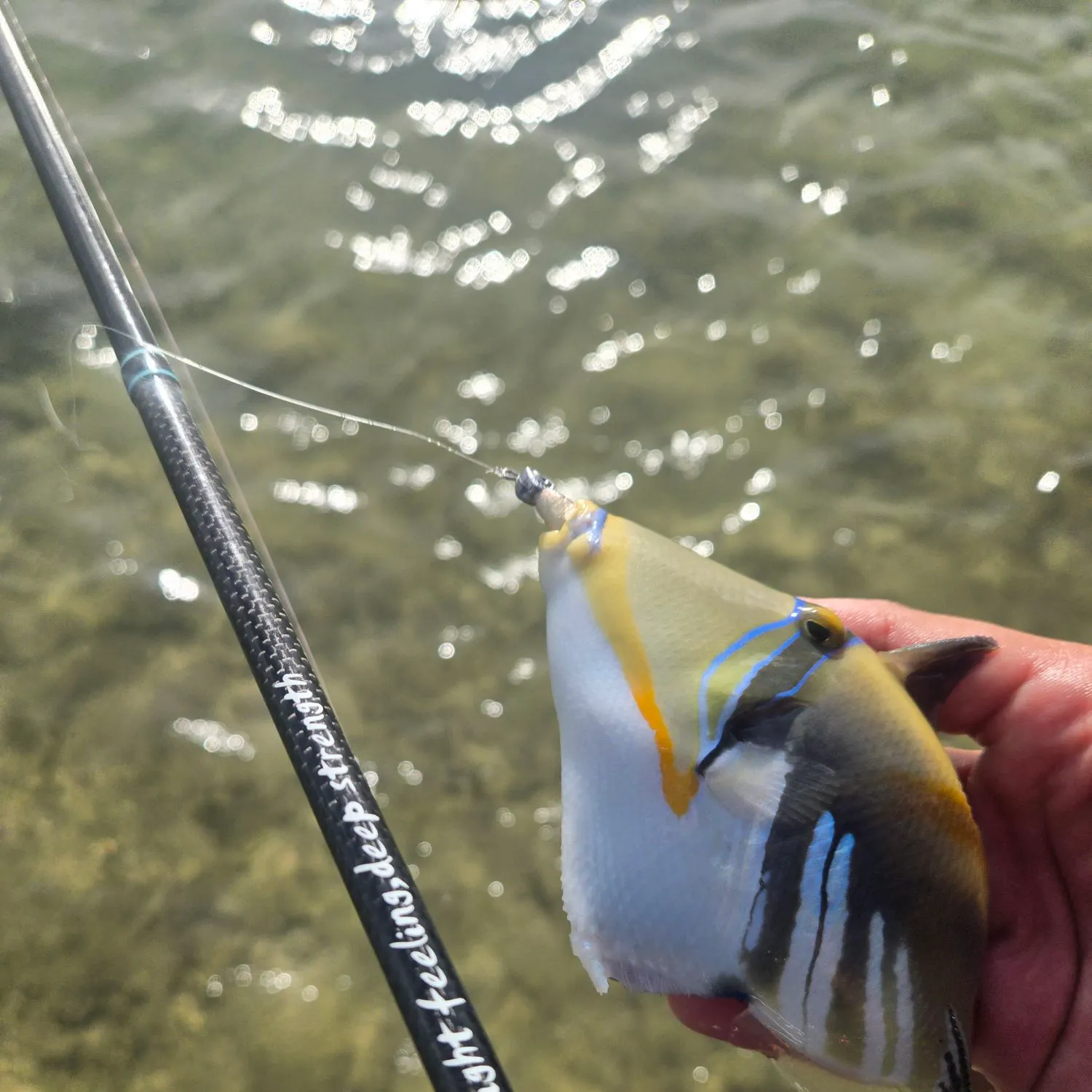 The most recent Lagoon triggerfish catches on Fishbrain