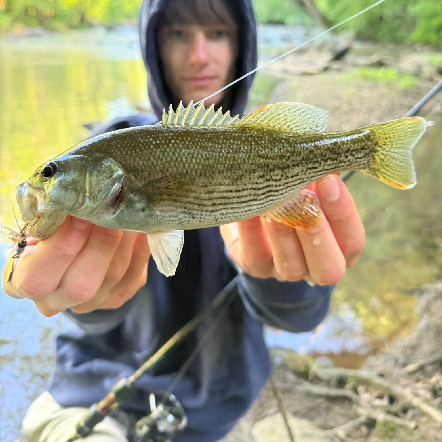 The most recent Altamaha bass catches on Fishbrain