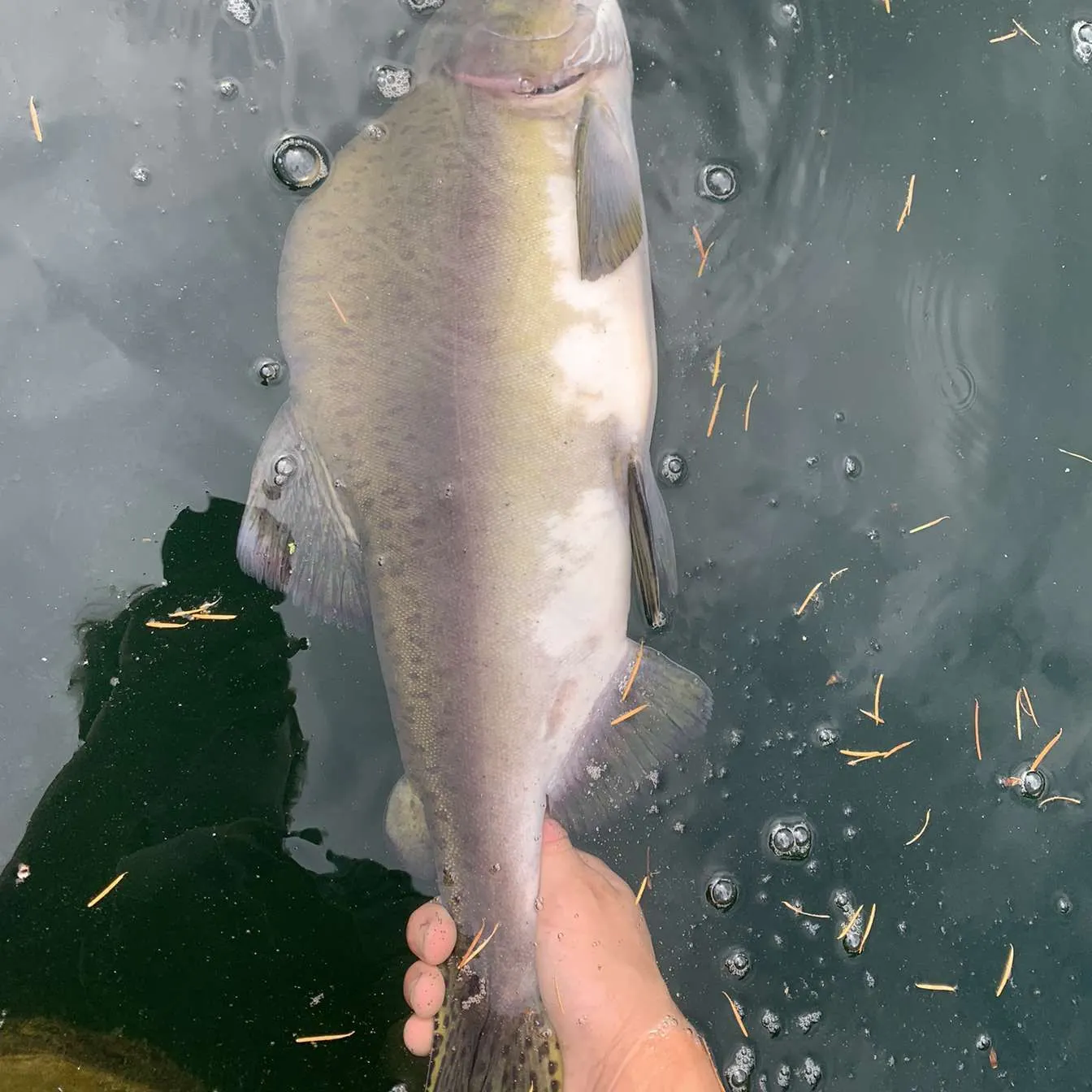 The most recent Pink salmon catches on Fishbrain