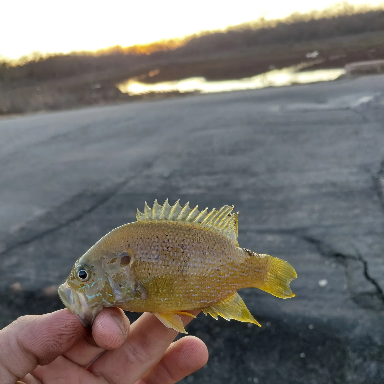 The most recent Green sunfish catches on Fishbrain