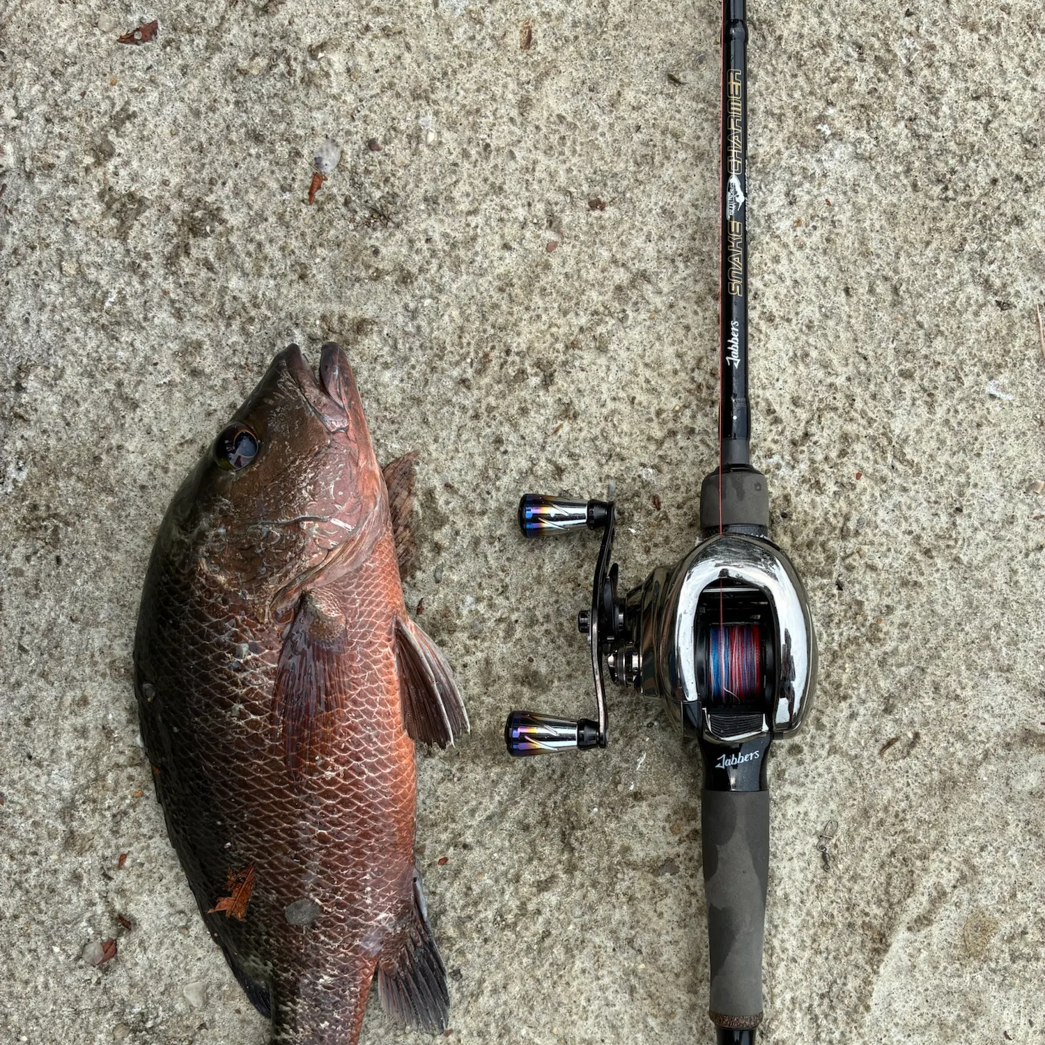 Fish caught on Fishbrain