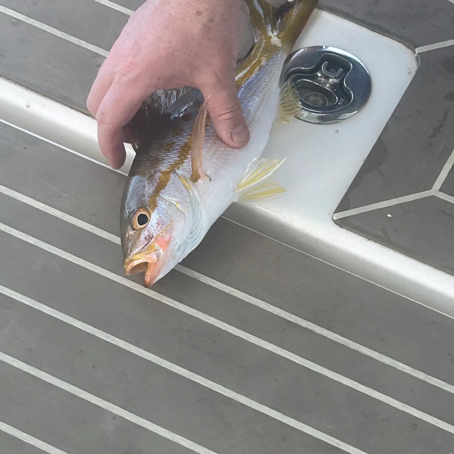 Yellowtail snapper caught on Fishbrain