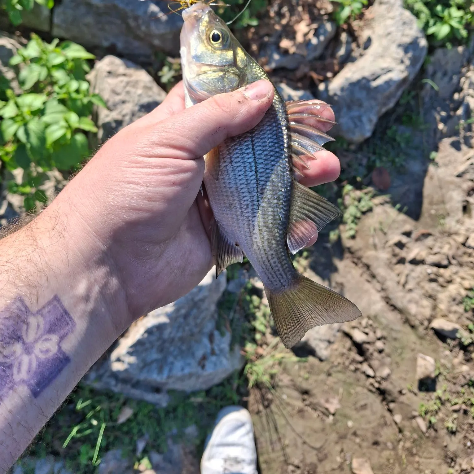 Yellow bass caught on Fishbrain