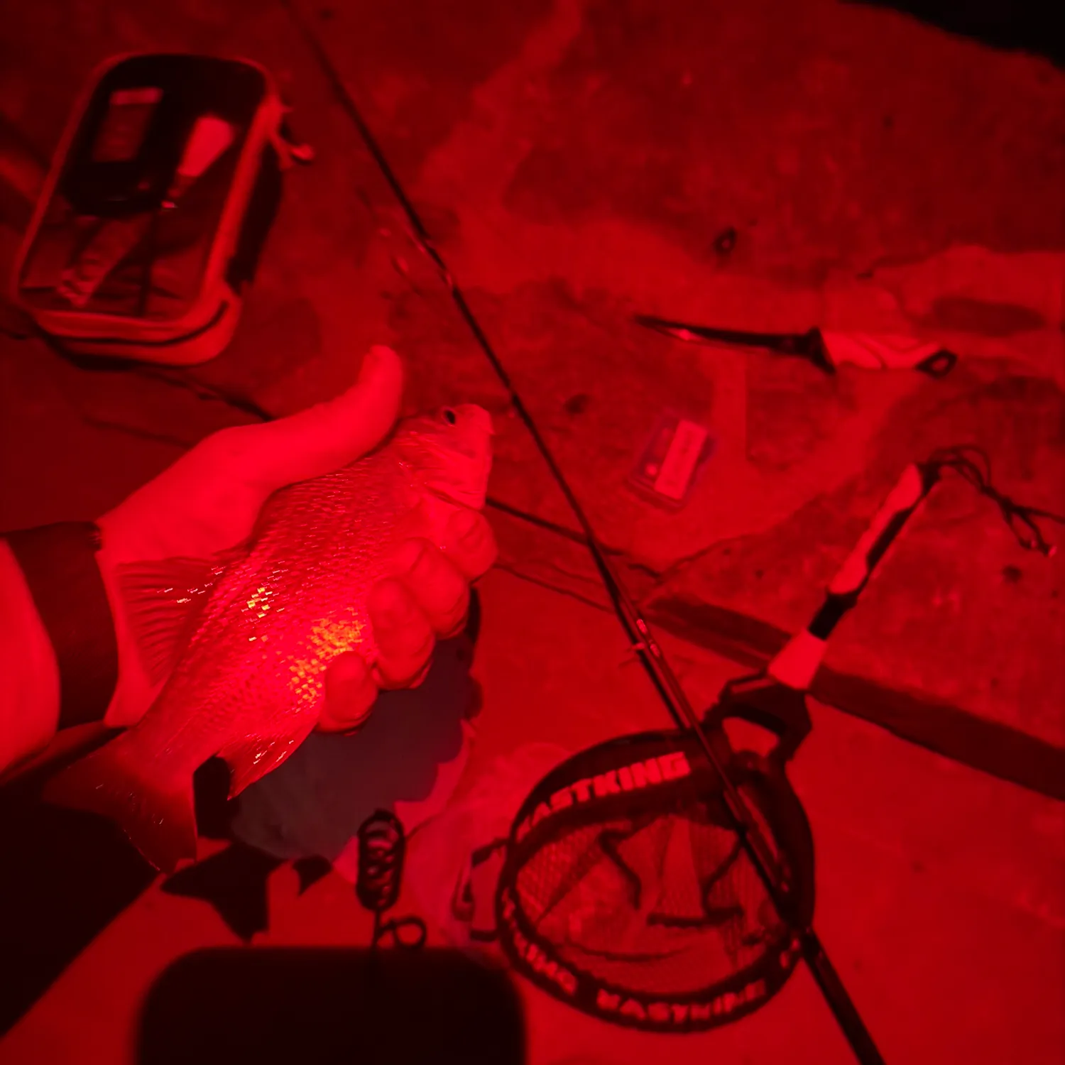 The most recent White bass catches on Fishbrain