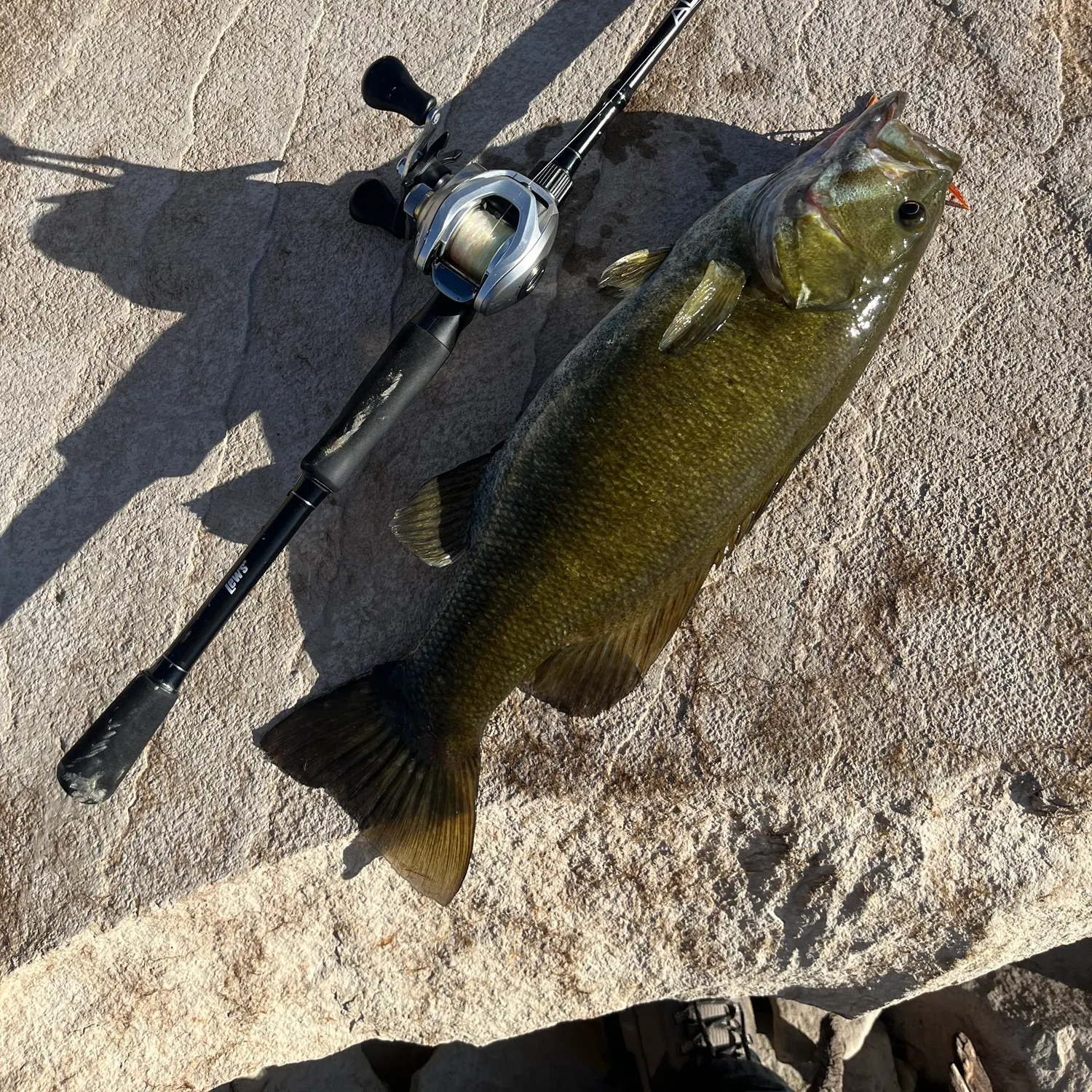 Smallmouth bass caught on Fishbrain